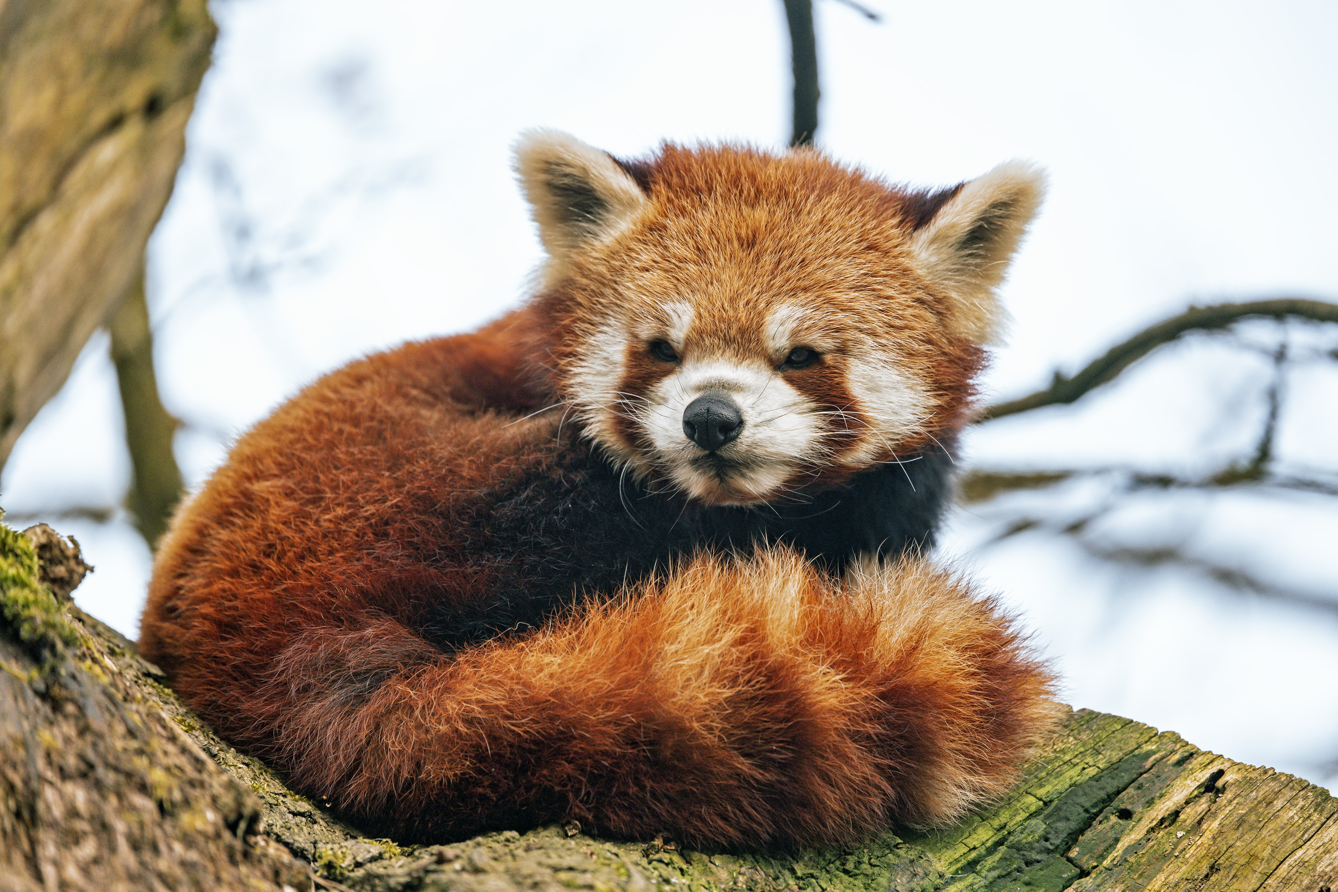 146544 Bild herunterladen tiere, flauschige, tier, schwanz, roter panda - Hintergrundbilder und Bildschirmschoner kostenlos