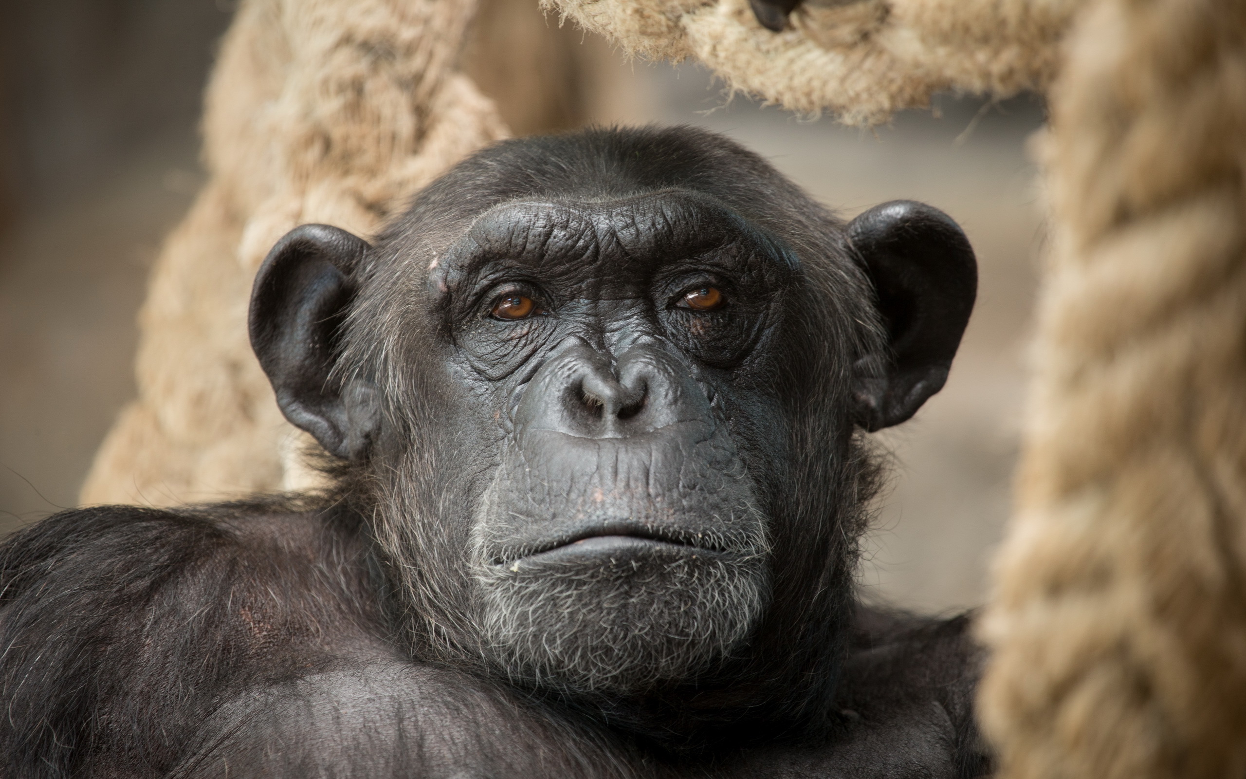 Baixe gratuitamente a imagem Animais, Macacos, Macaco, Chimpanzé na área de trabalho do seu PC