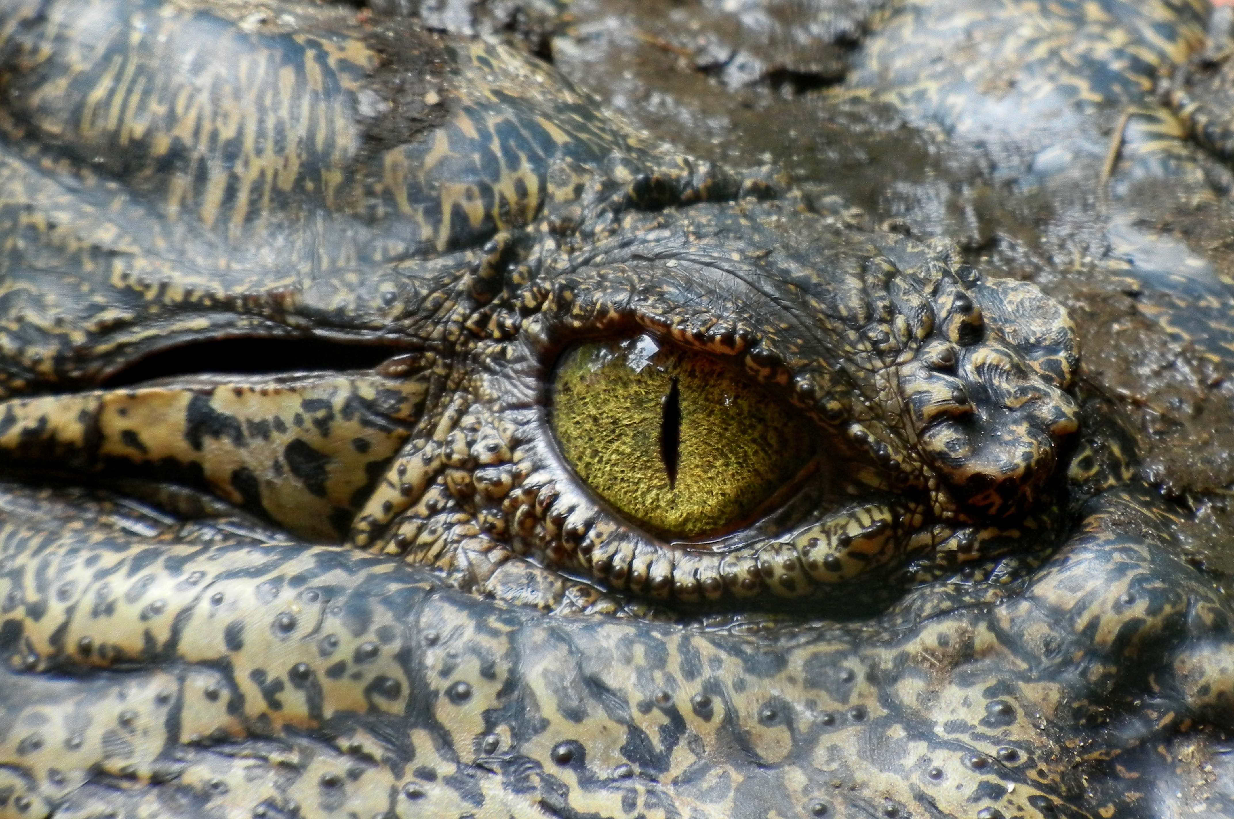 Laden Sie das Tiere, Nahansicht, Reptil, Auge, Krokodil-Bild kostenlos auf Ihren PC-Desktop herunter