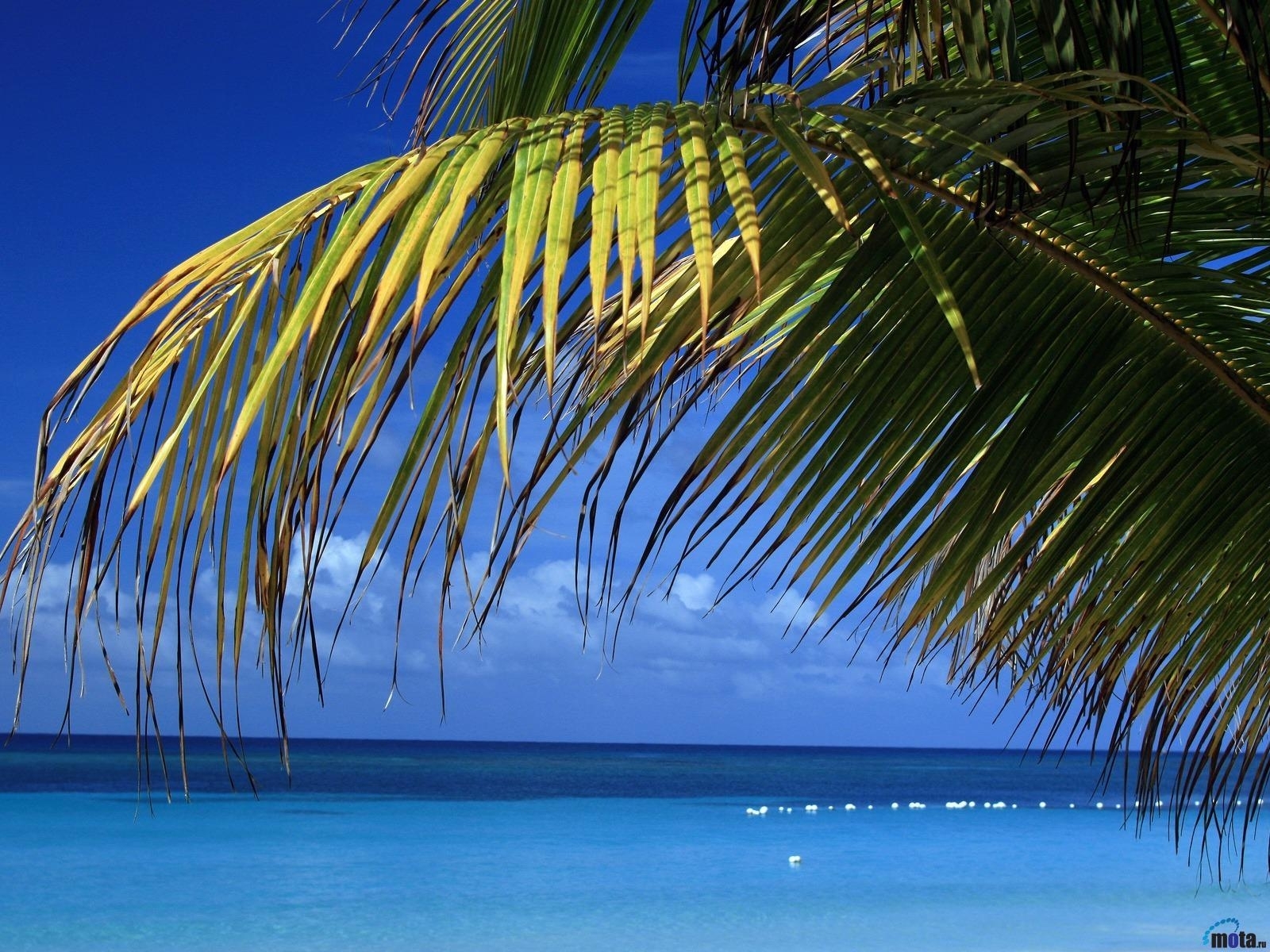 Free download wallpaper Landscape, Sea, Plants, Palms on your PC desktop