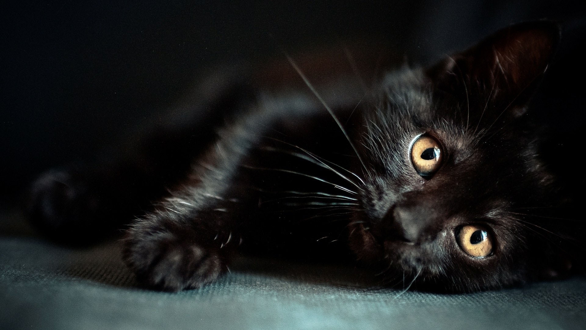 48388 скачать картинку кошки (коты котики), черные, животные - обои и заставки бесплатно