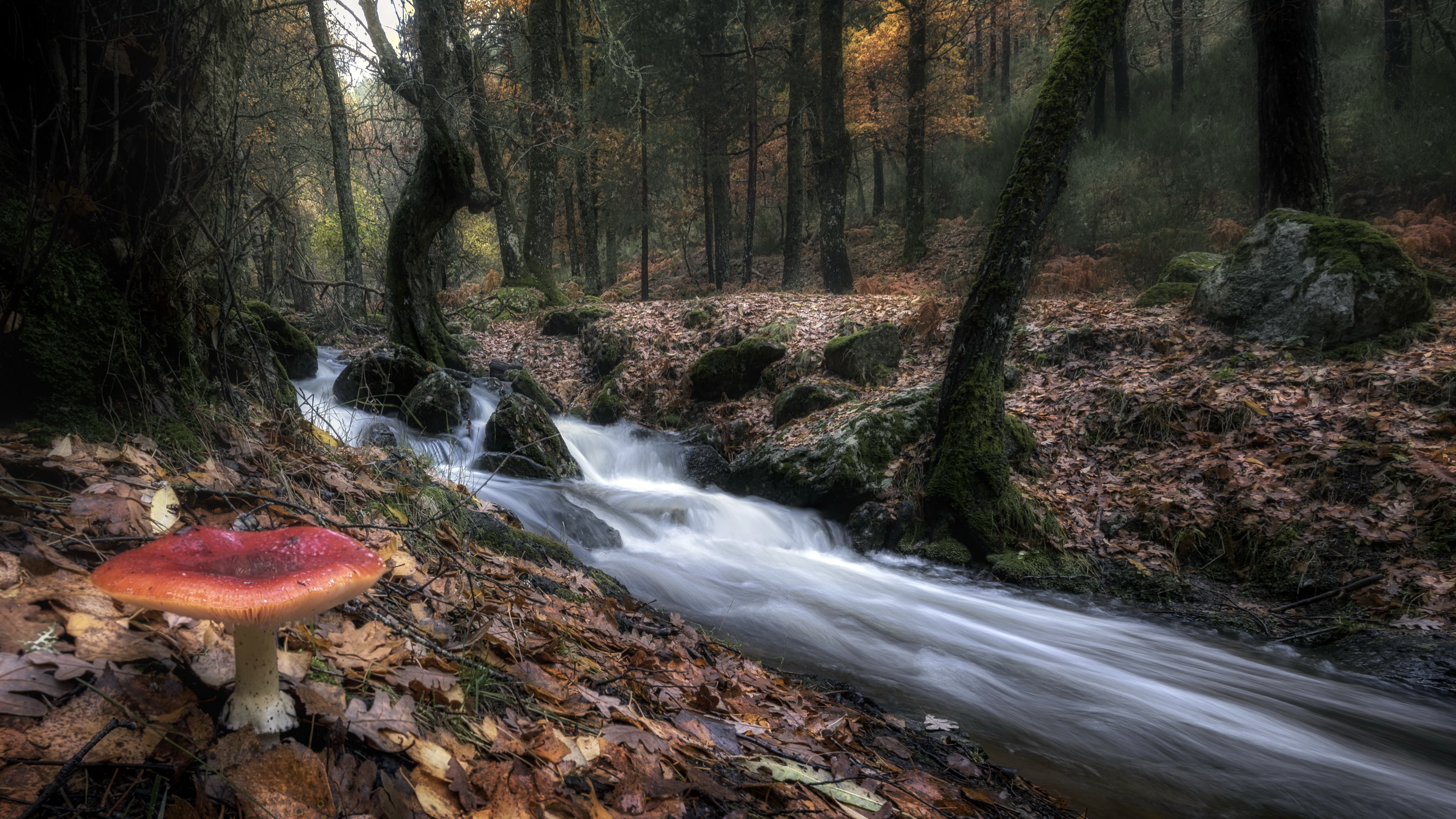 Descarga gratis la imagen Naturaleza, Champiñón, Chorro, Tierra/naturaleza en el escritorio de tu PC