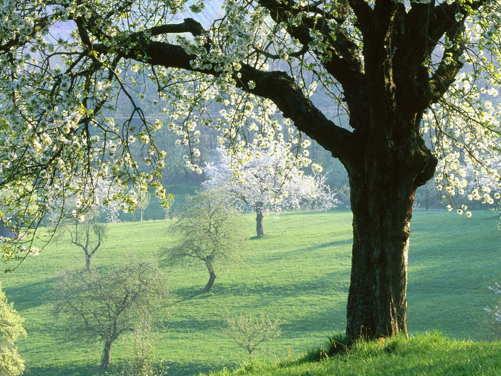 Download mobile wallpaper Tree, Earth, Field, Spring, White Flower, Blossom for free.