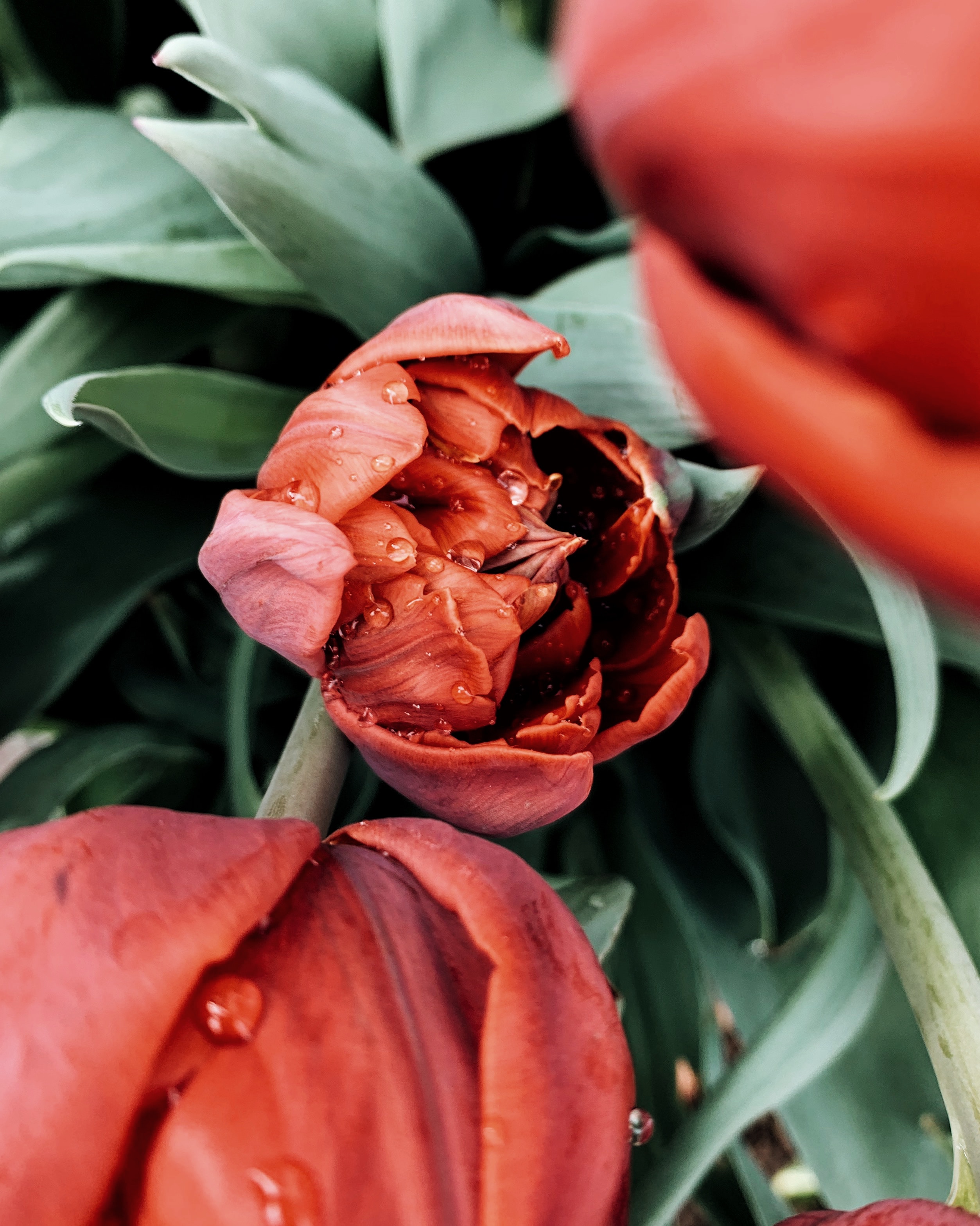 flower, red, macro, wet, dew, tulip