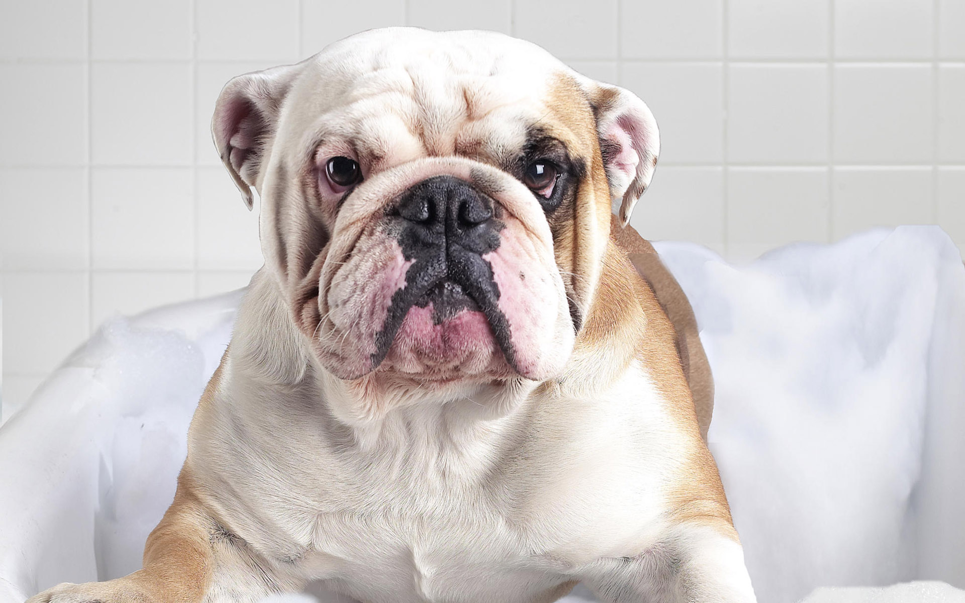 Handy-Wallpaper Bulldogge, Hunde, Tiere kostenlos herunterladen.