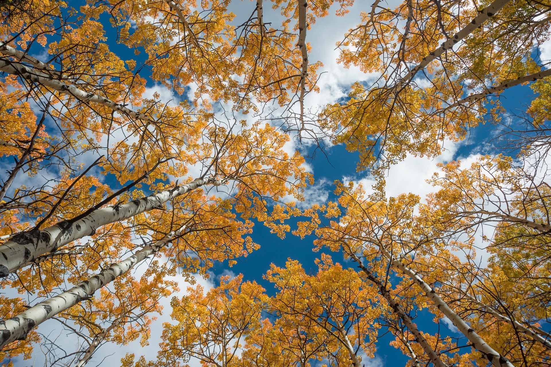 PCデスクトップに自然, 木, 秋, 地球, こずえ画像を無料でダウンロード