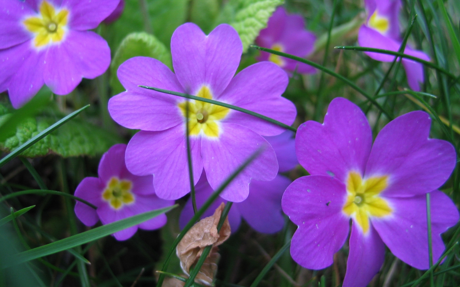 Téléchargez gratuitement l'image Fleurs, Fleur, Terre/nature sur le bureau de votre PC