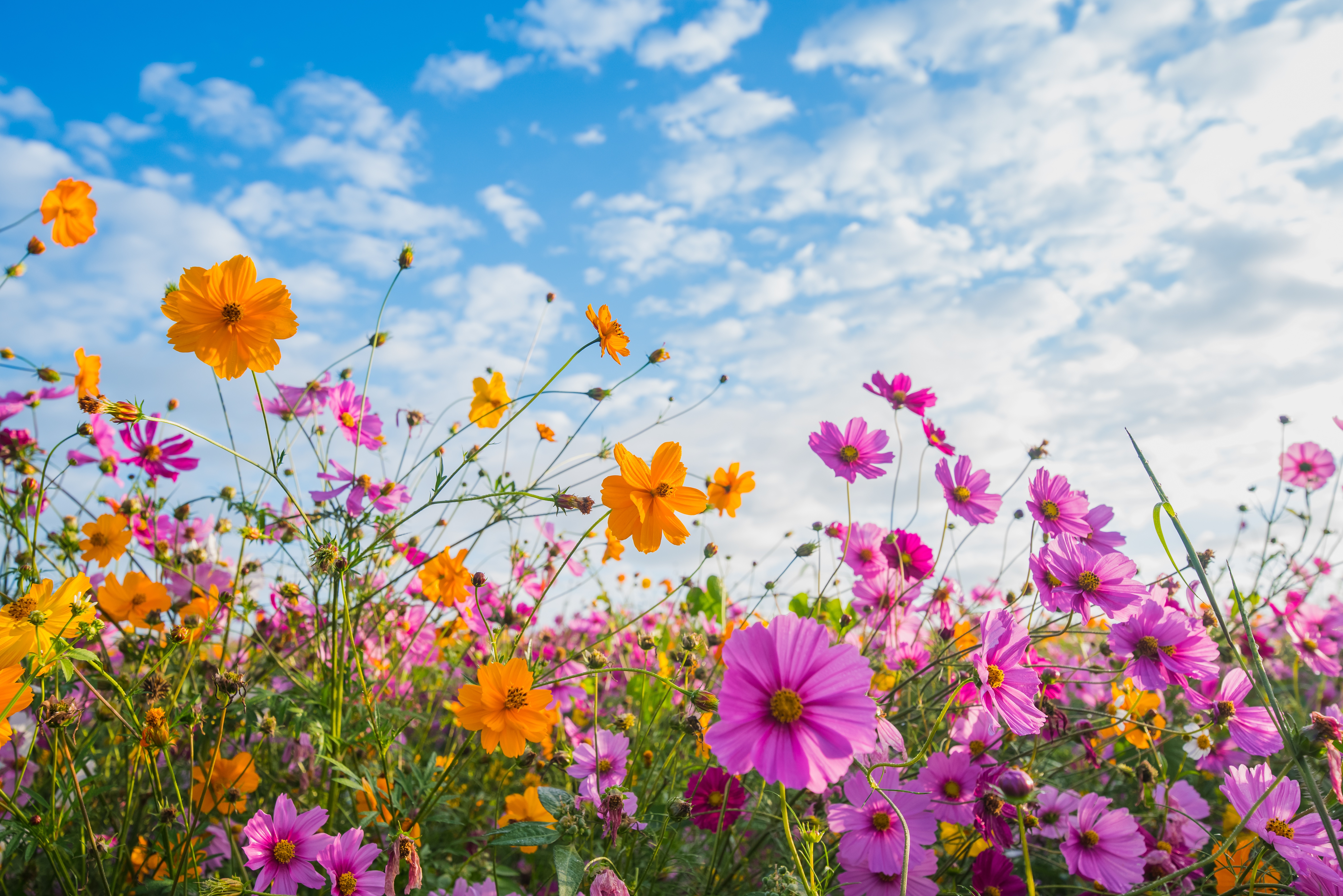 Laden Sie das Blumen, Sommer, Blume, Wiese, Erde/natur, Pinke Blume, Orangene Blume, Kosmeen-Bild kostenlos auf Ihren PC-Desktop herunter