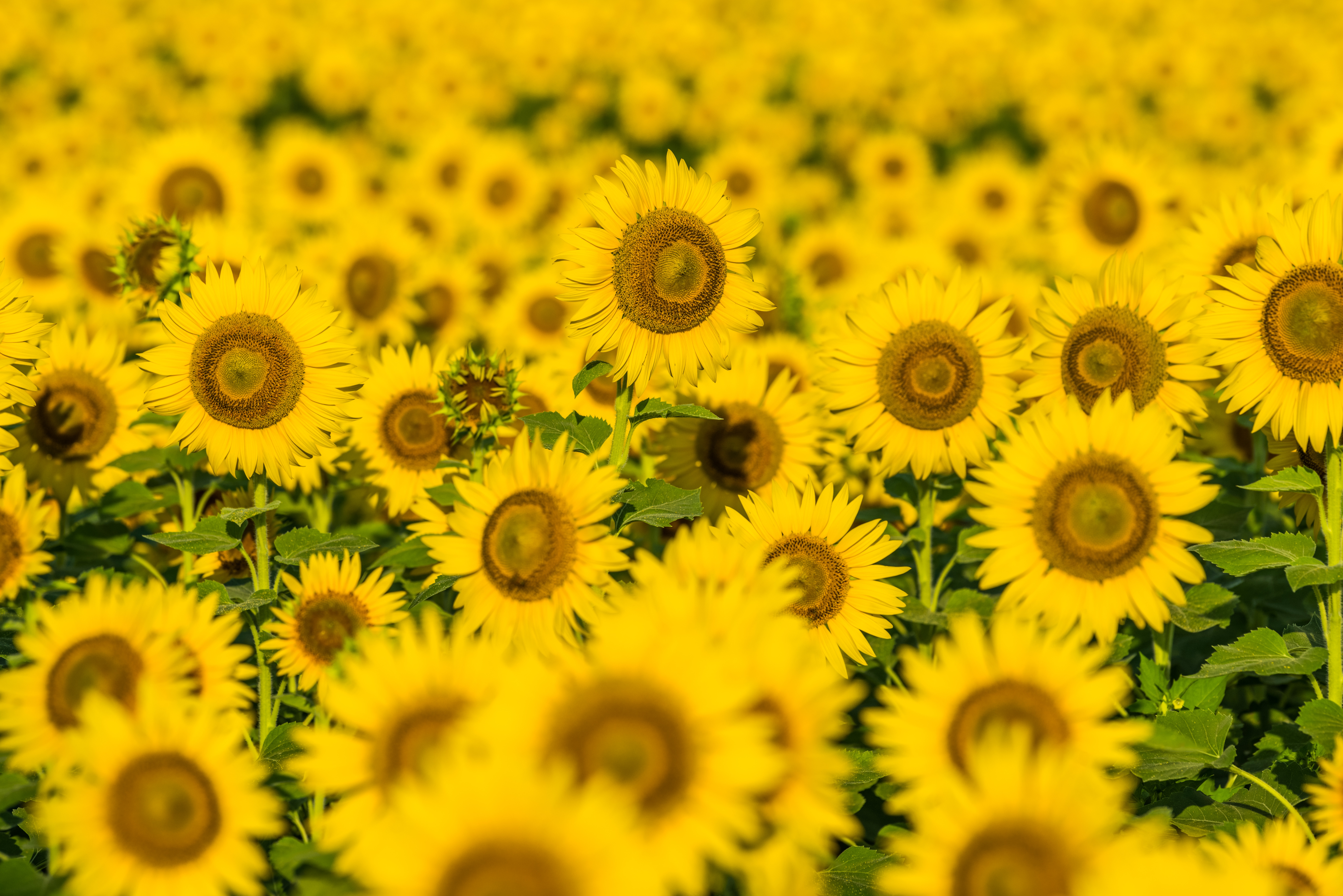 Download mobile wallpaper Nature, Flowers, Summer, Flower, Earth, Sunflower, Yellow Flower for free.