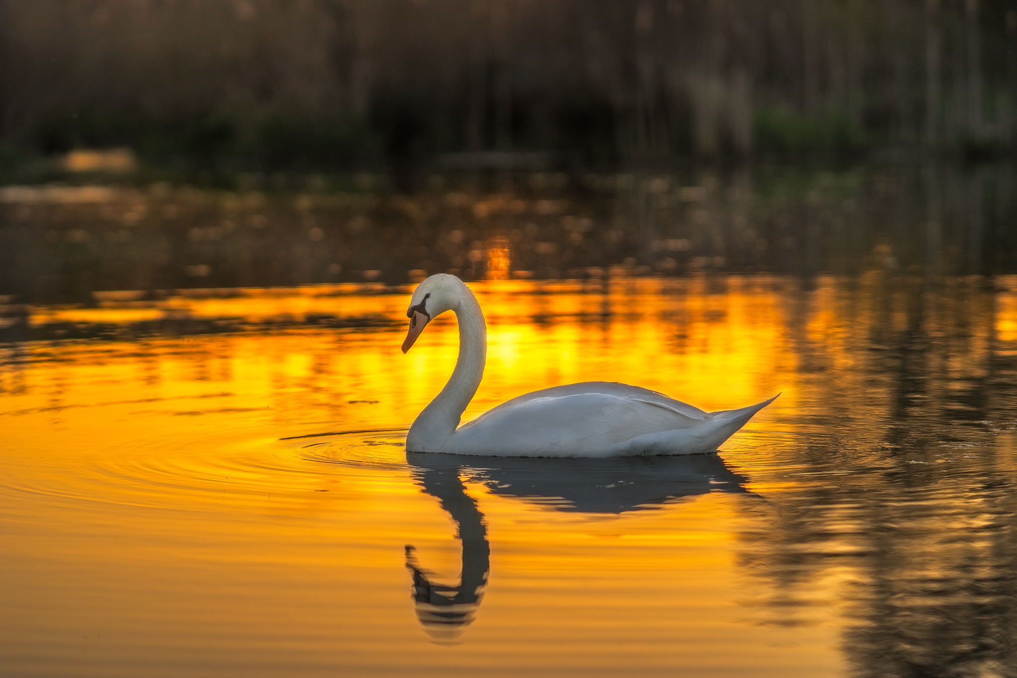 Téléchargez des papiers peints mobile Animaux, Oiseau, Cygne, Des Oiseaux, Réflection, Cygne Tuberculé, Profondeur De Champ gratuitement.