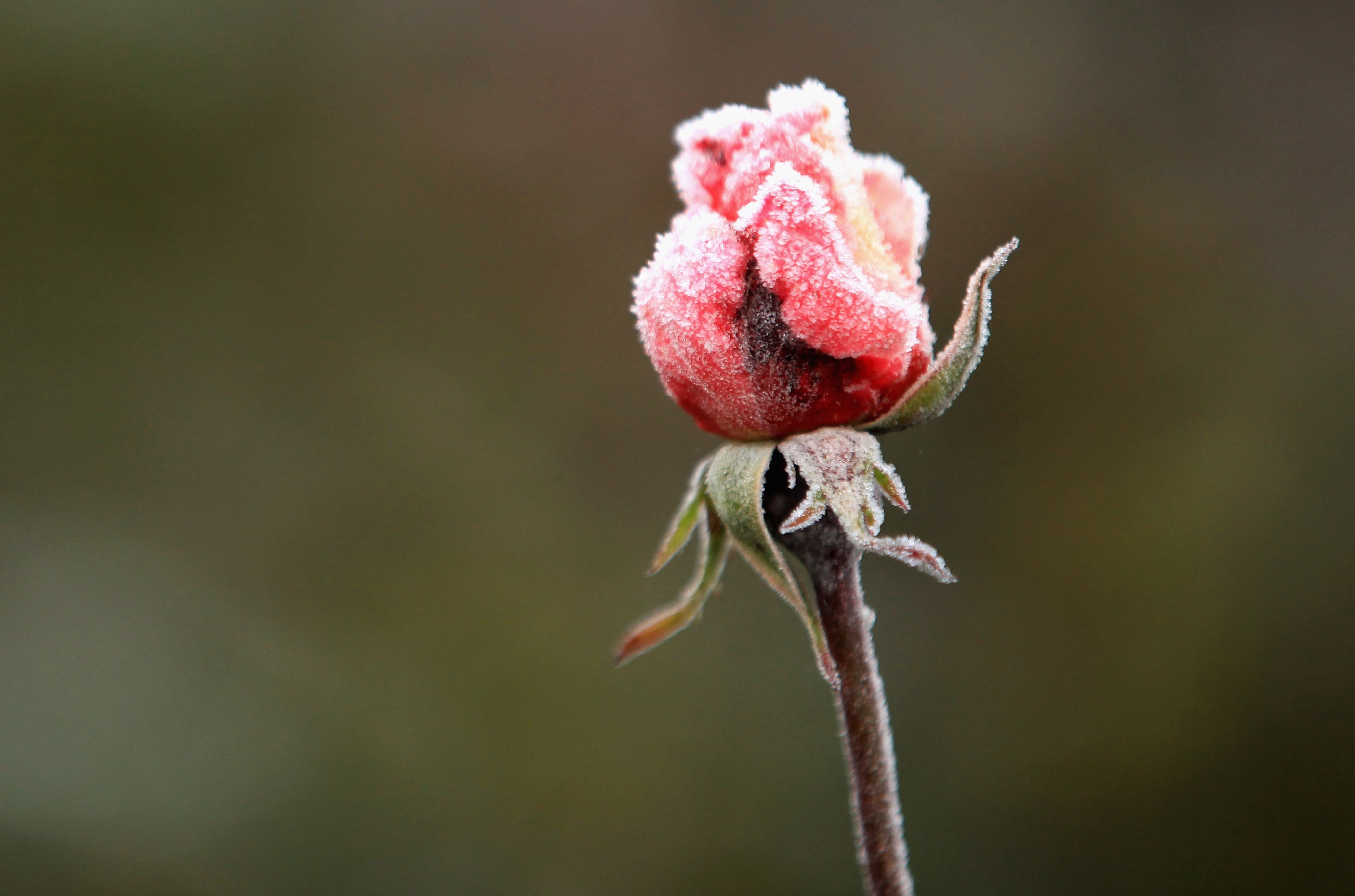 Laden Sie das Blumen, Blume, Rose, Knospe, Erde/natur-Bild kostenlos auf Ihren PC-Desktop herunter