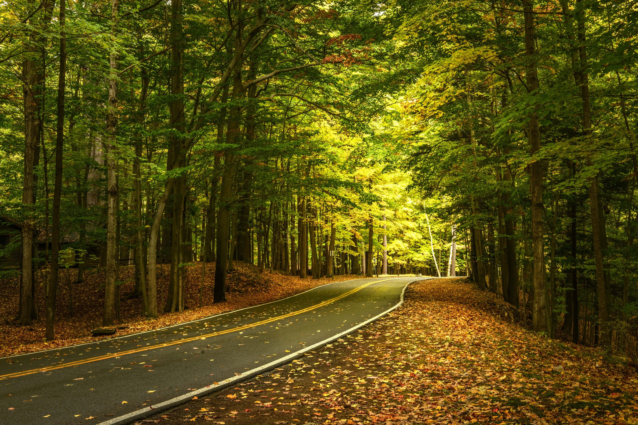 Download mobile wallpaper Nature, Road, Forest, Tree, Man Made for free.