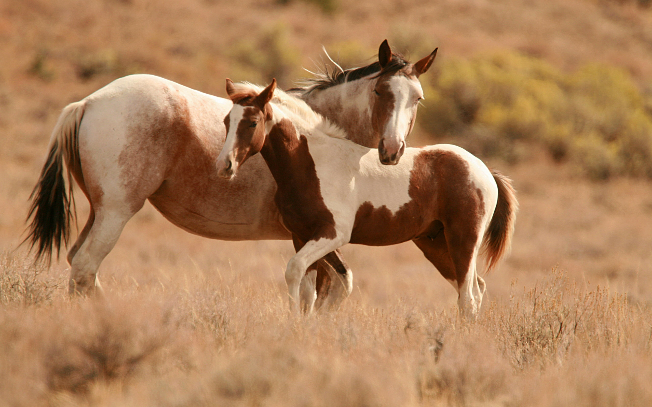 Baixar papel de parede para celular de Animais, Cavalo gratuito.