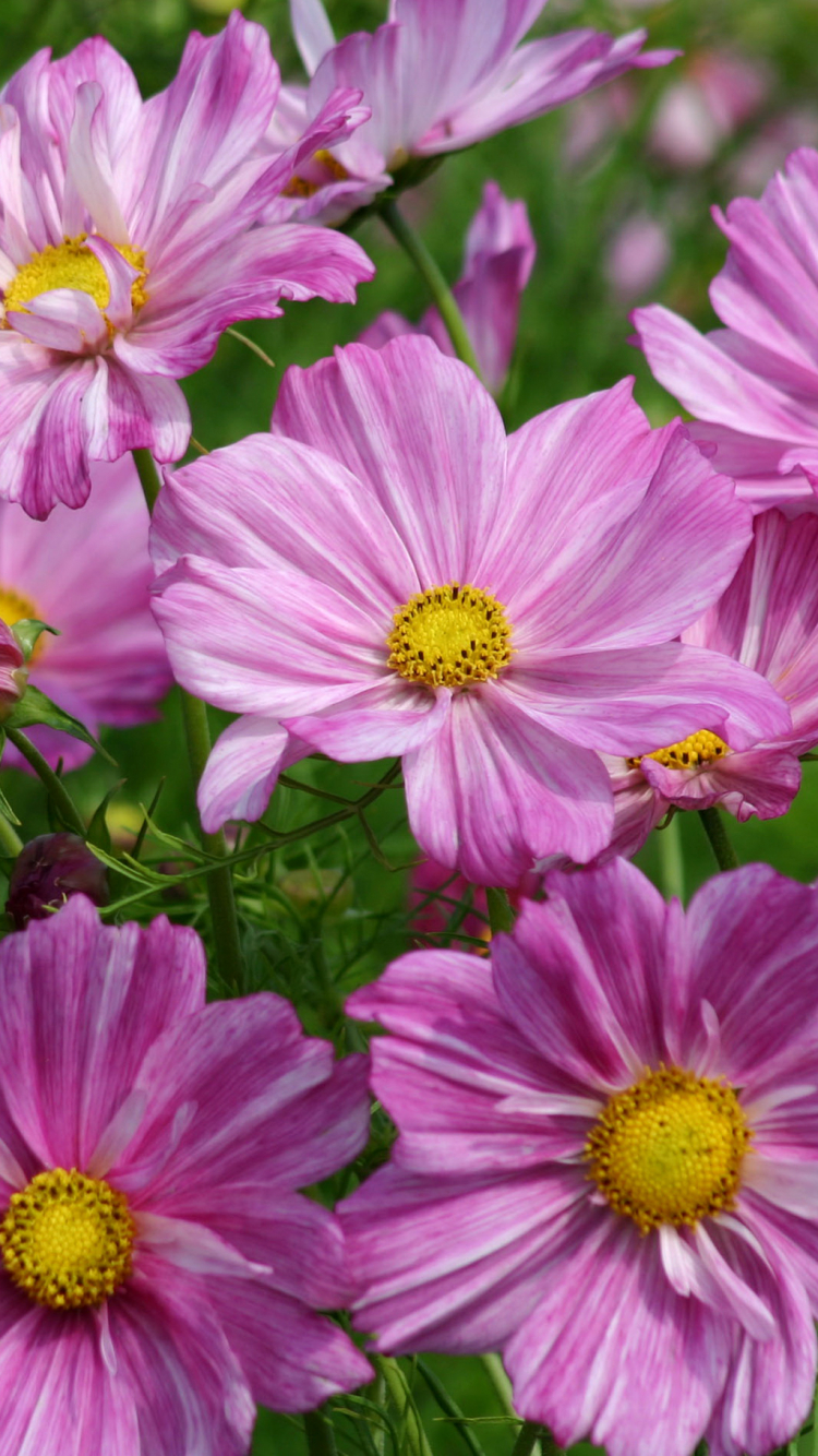 Download mobile wallpaper Flowers, Flower, Earth, Cosmos, Purple Flower for free.