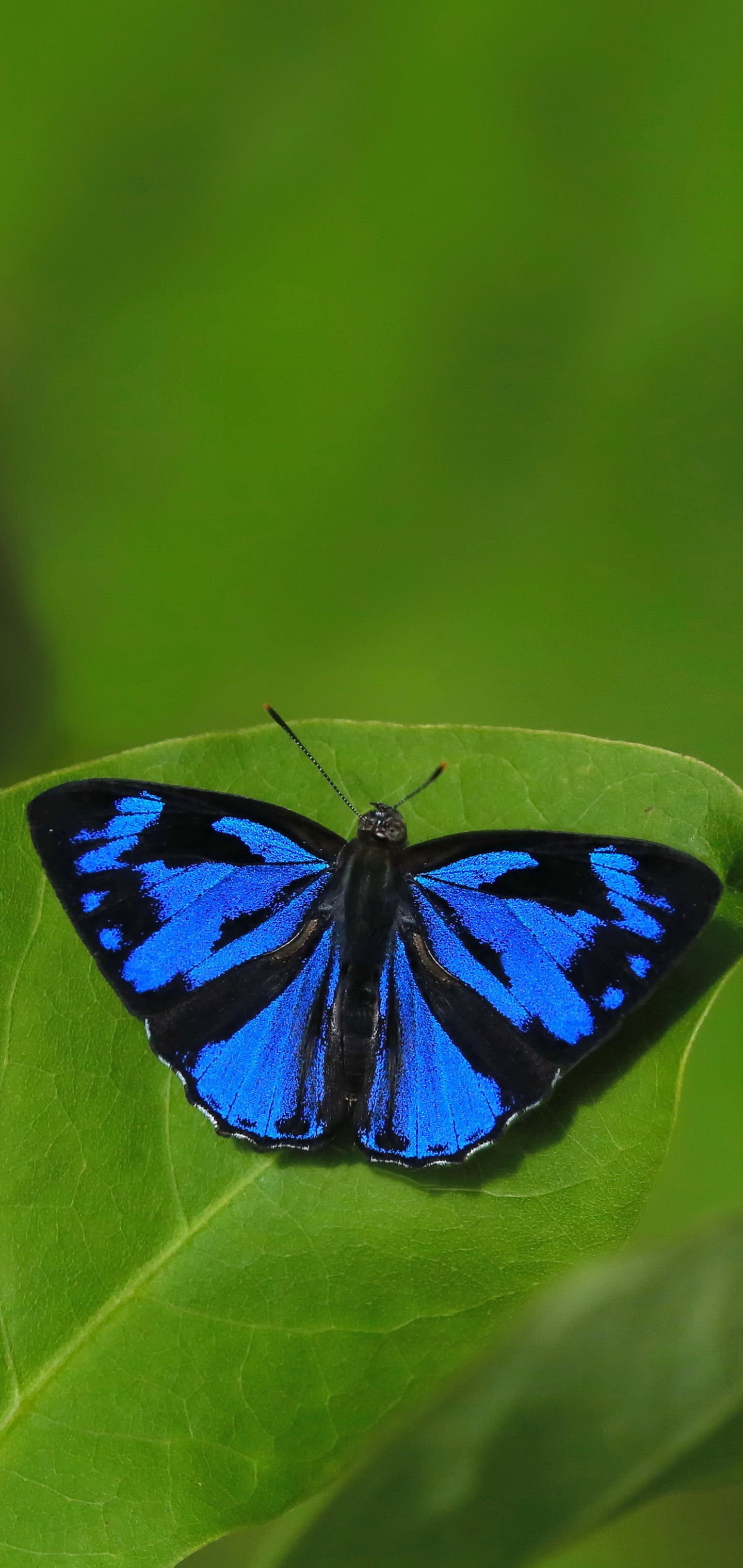 Descarga gratuita de fondo de pantalla para móvil de Animales, Hoja, Mariposa.