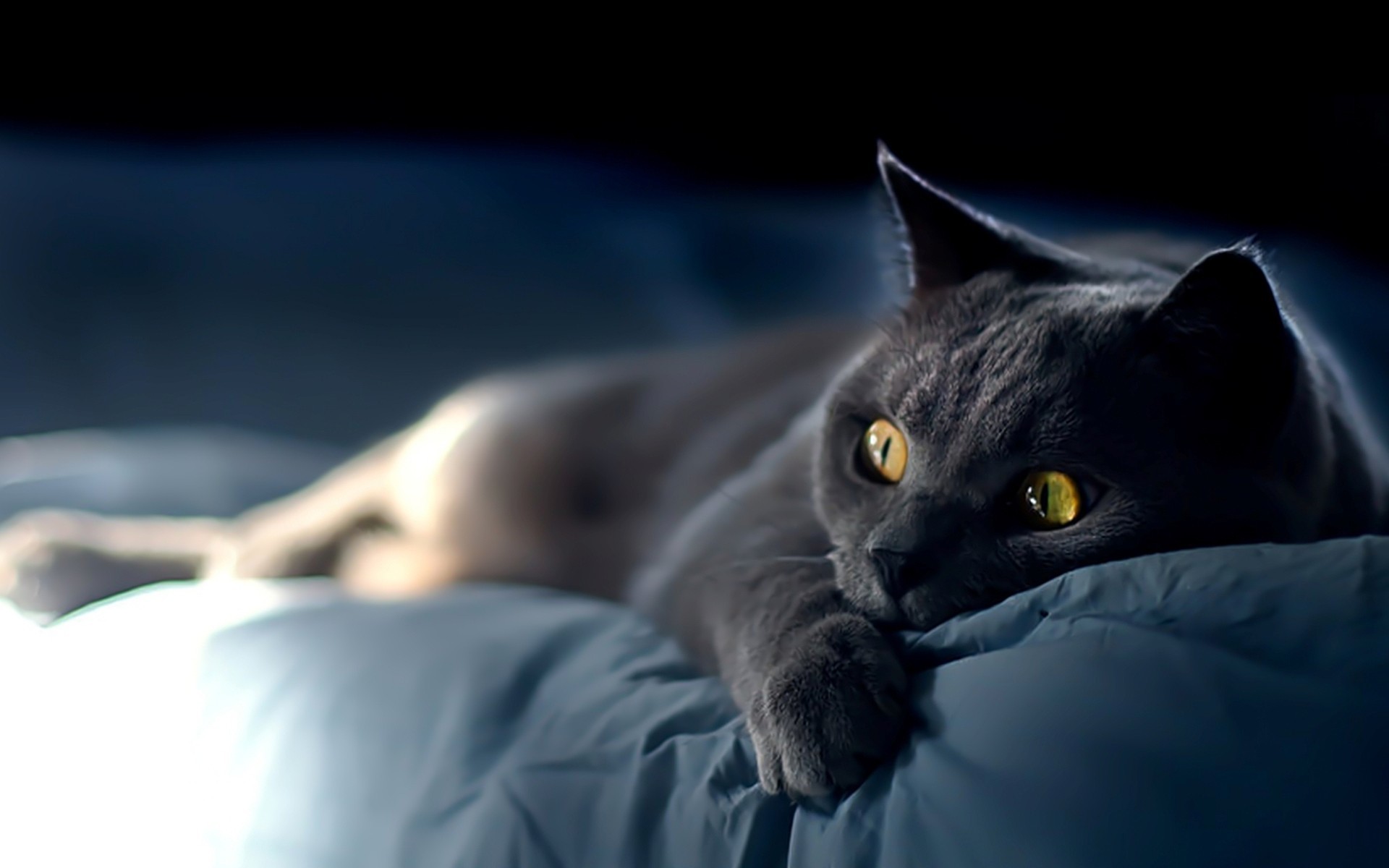 50071 скачать картинку кошки (коты котики), черные, животные - обои и заставки бесплатно