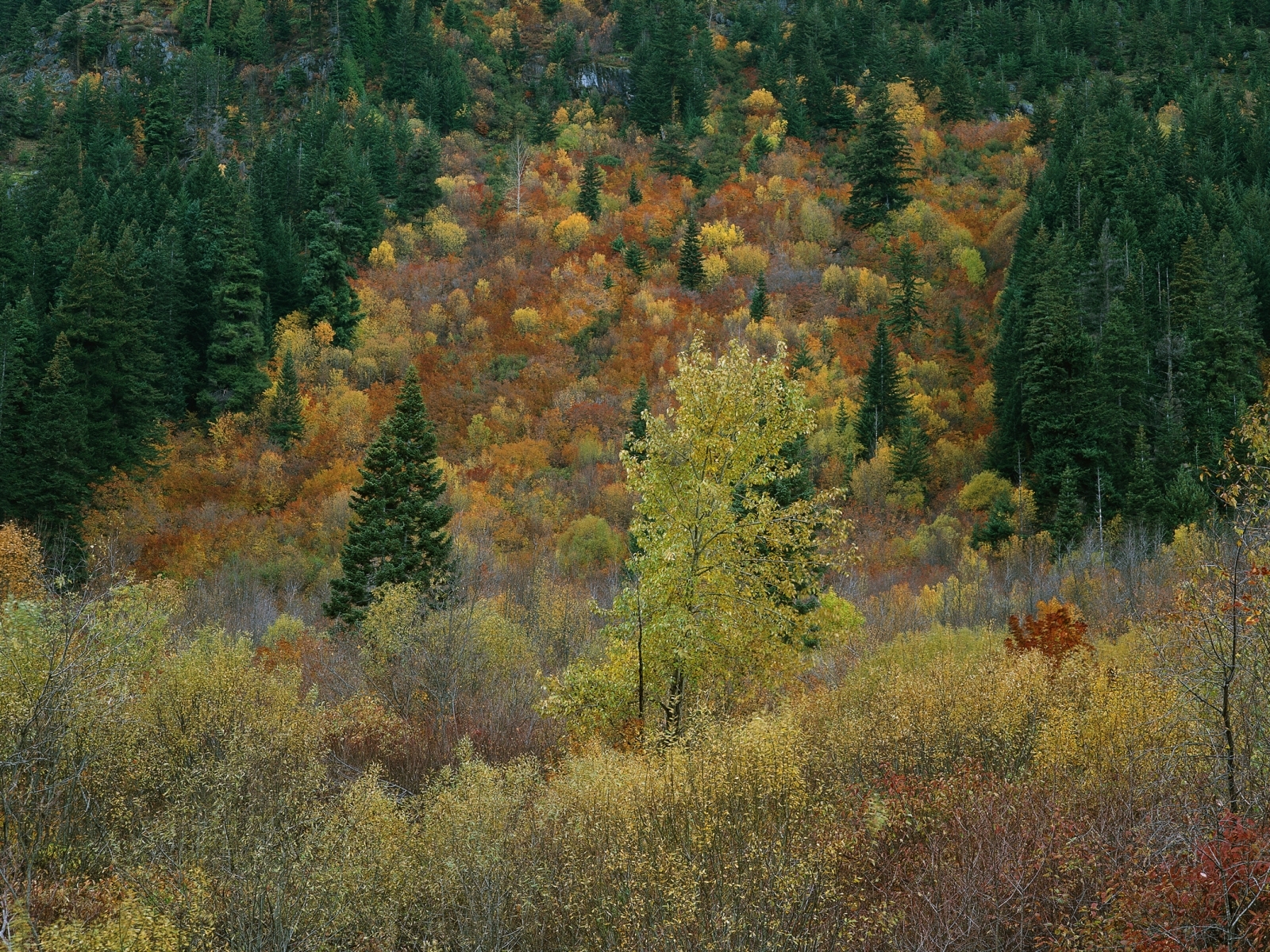 無料モバイル壁紙秋, 風景, 木をダウンロードします。