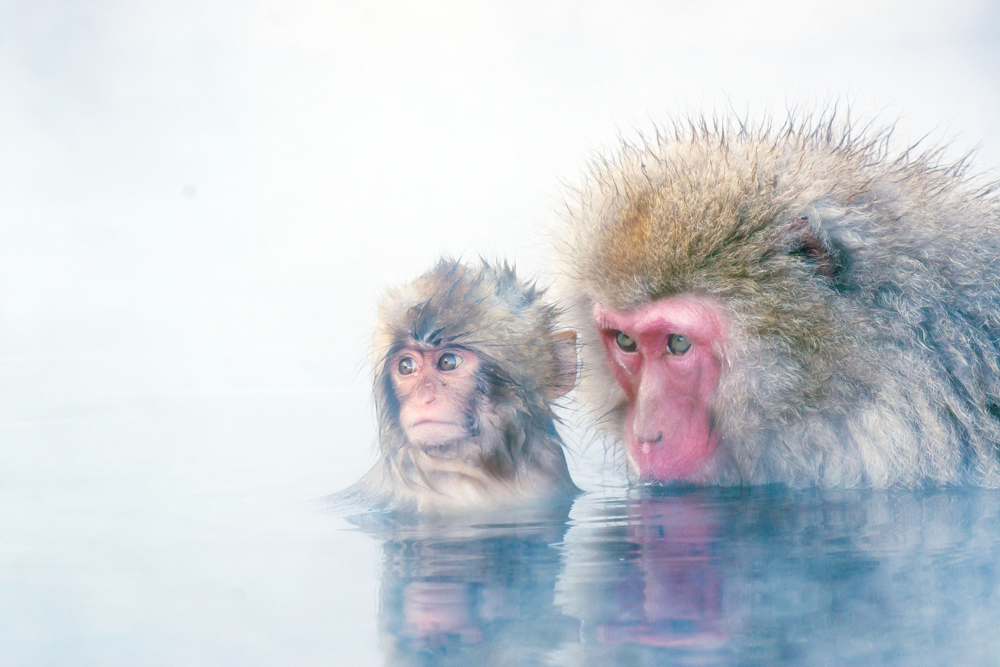 Download mobile wallpaper Monkeys, Monkey, Animal, Japanese Macaque, Baby Animal for free.