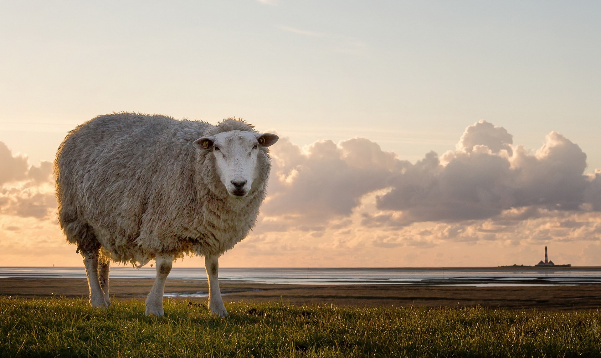 Download mobile wallpaper Landscape, Nature, Horizon, Animal, Sheep for free.