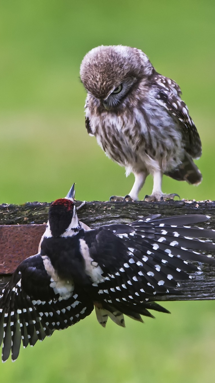Download mobile wallpaper Birds, Owl, Animal, Woodpecker for free.