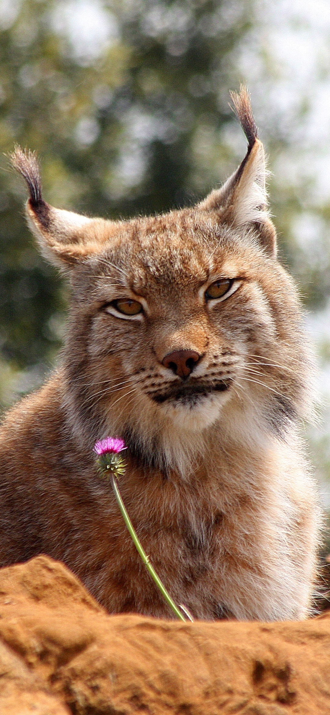 Download mobile wallpaper Cats, Animal, Bokeh, Lynx for free.
