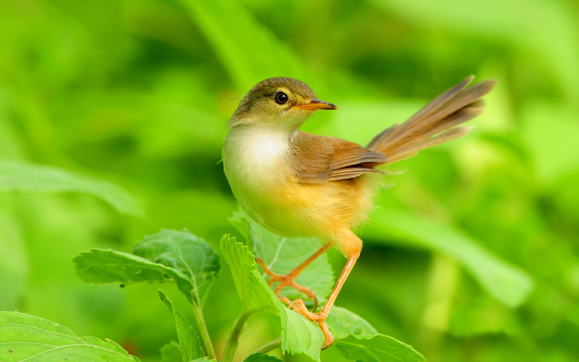 Download mobile wallpaper Bird, Birds, Animal for free.