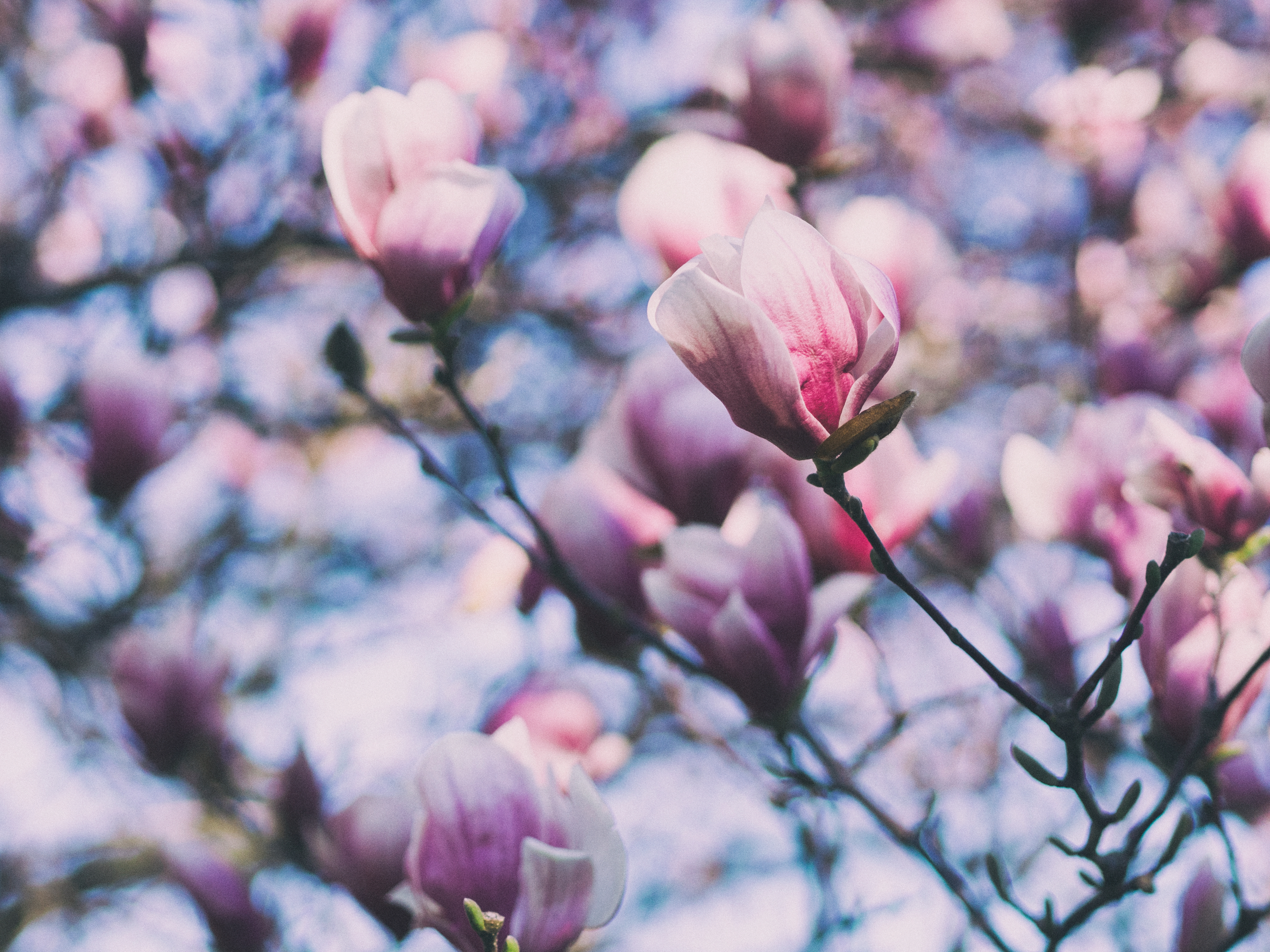 143613壁紙のダウンロードフラワーズ, ピンク, ブランチ, 枝, 咲く, 開花, マグノリア, モクレン-スクリーンセーバーと写真を無料で
