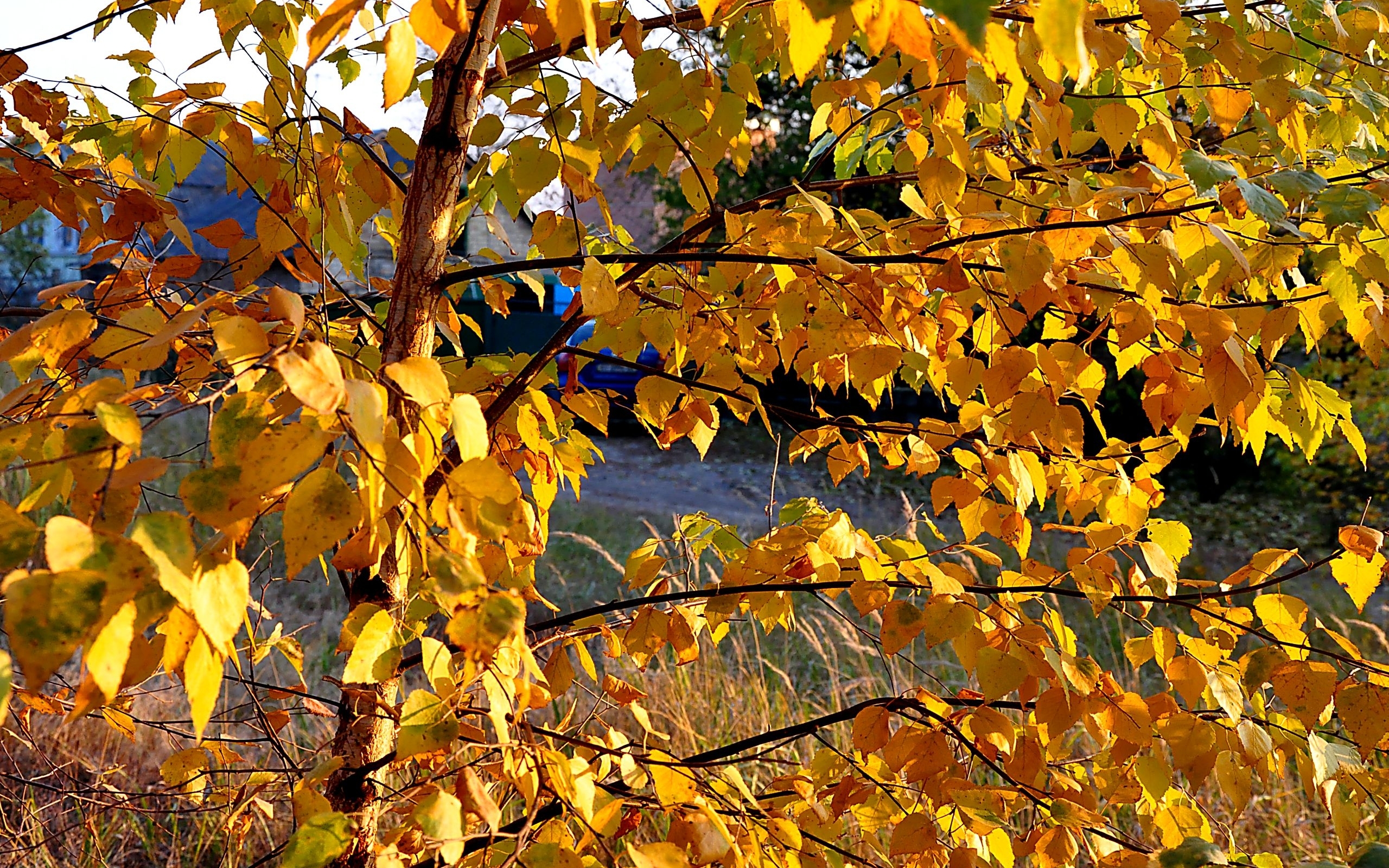 Laden Sie das Blätter, Landschaft-Bild kostenlos auf Ihren PC-Desktop herunter