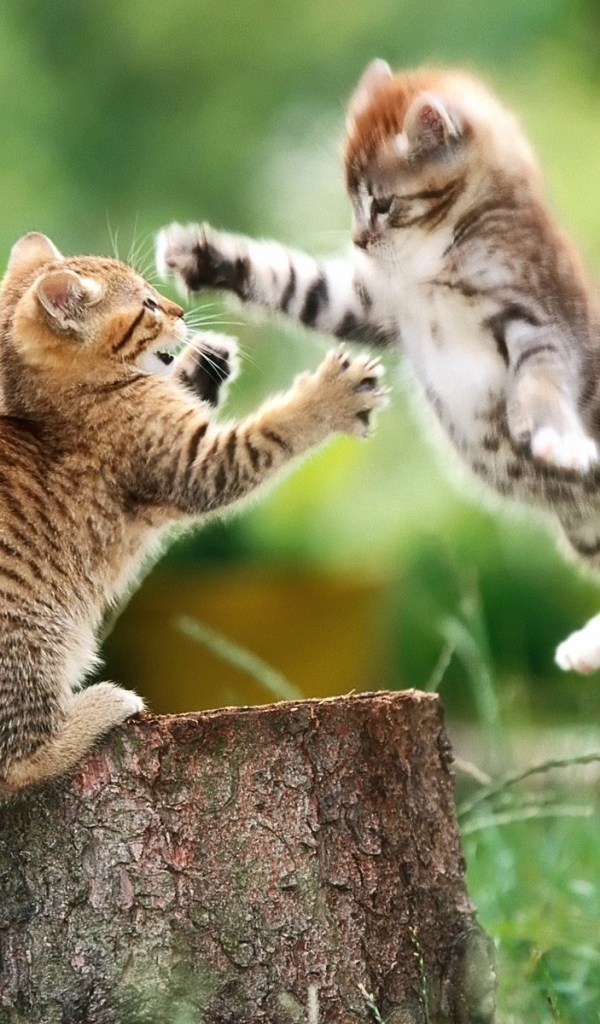 Скачати мобільні шпалери Кішка, Кошеня, Тварина, Коти, Пеньок безкоштовно.