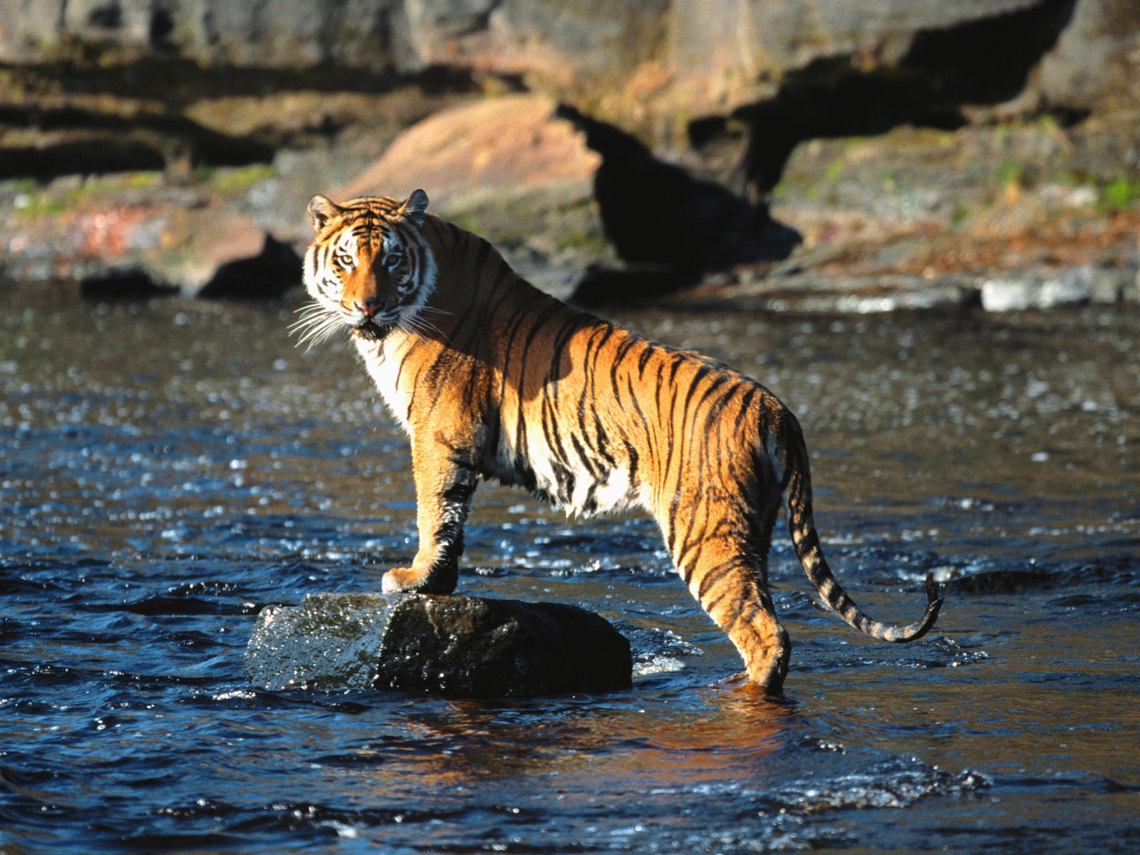 Téléchargez gratuitement l'image Chats, Animaux, Tigre sur le bureau de votre PC