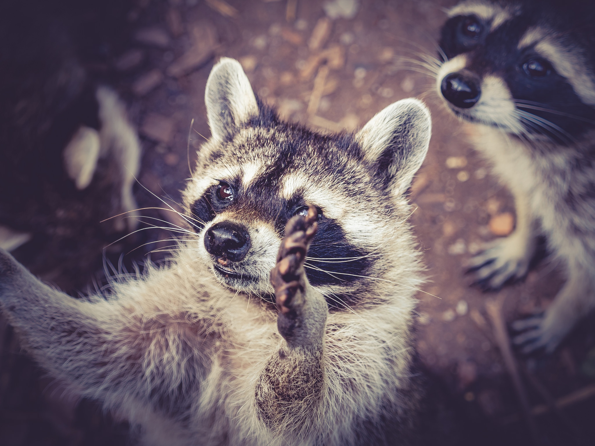 PCデスクトップに動物, ラクーン画像を無料でダウンロード