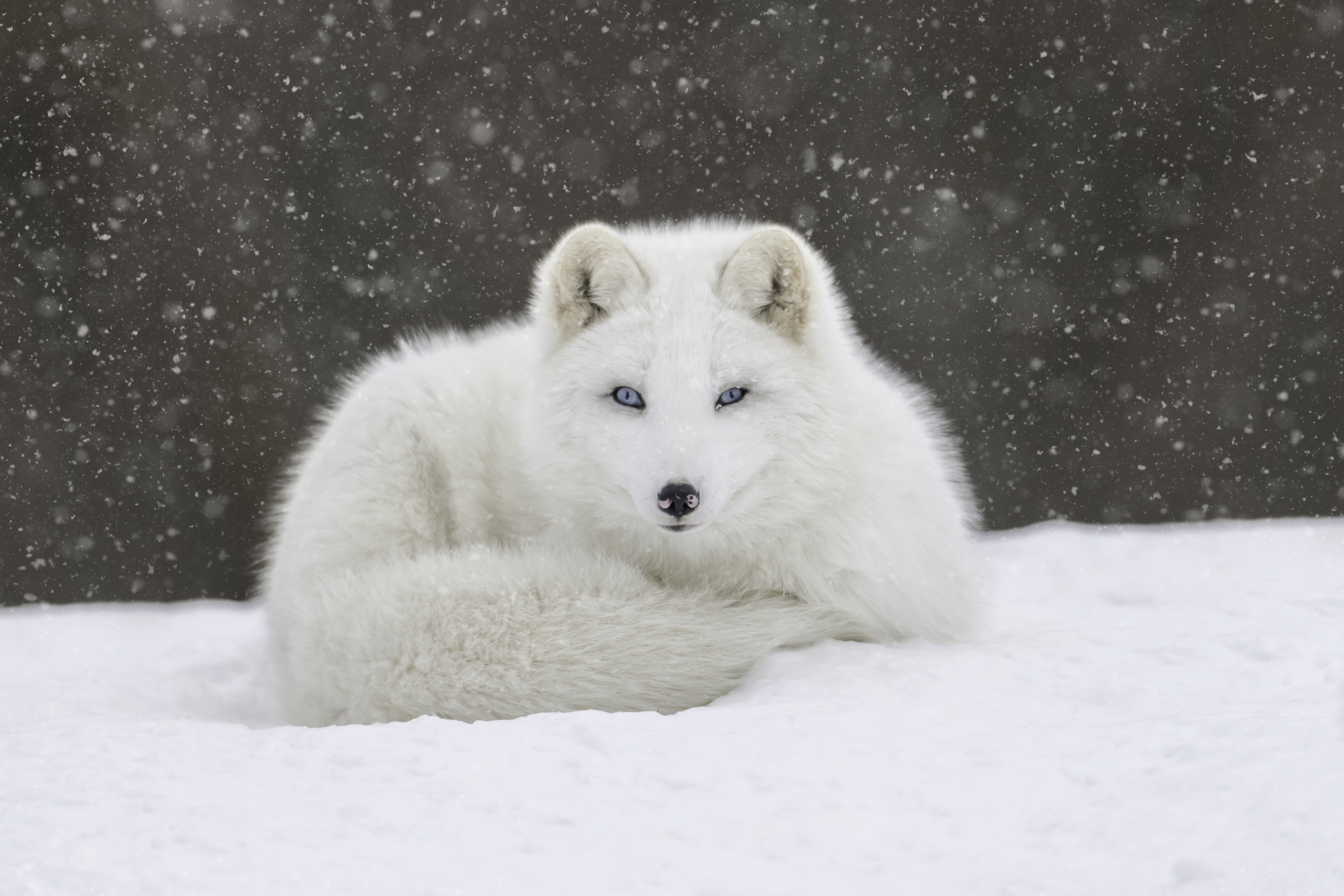 Laden Sie das Tiere, Hunde, Schnee, Polarfuchs, Schneefall, Starren-Bild kostenlos auf Ihren PC-Desktop herunter
