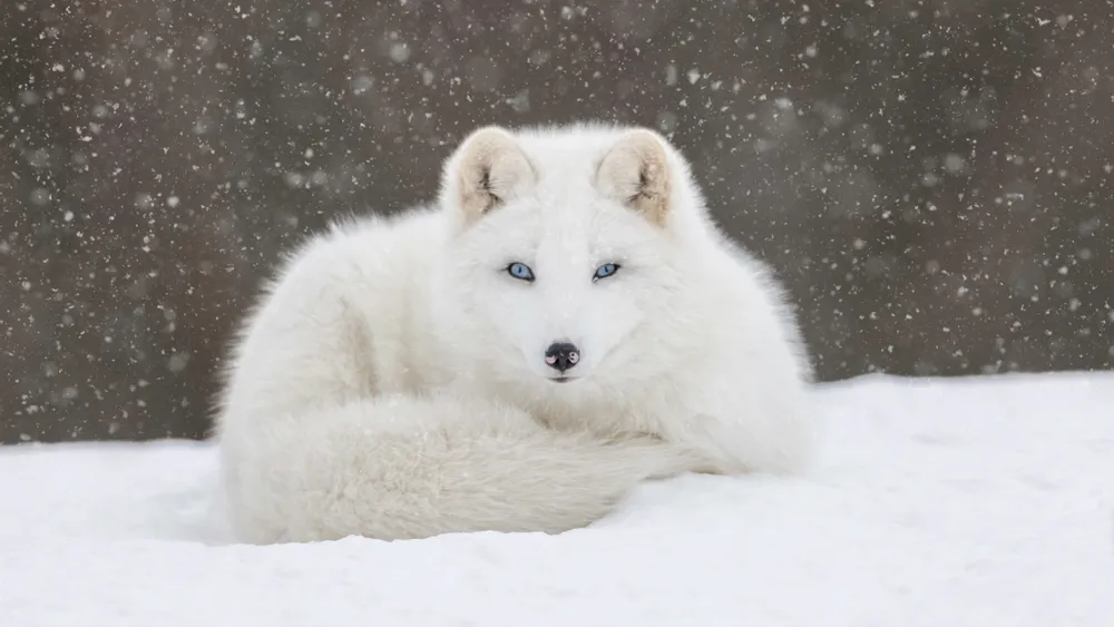 Desktop wallpaper: Snow, Animal, Arctic Fox, Snowfall, Stare, Dogs 4K ...