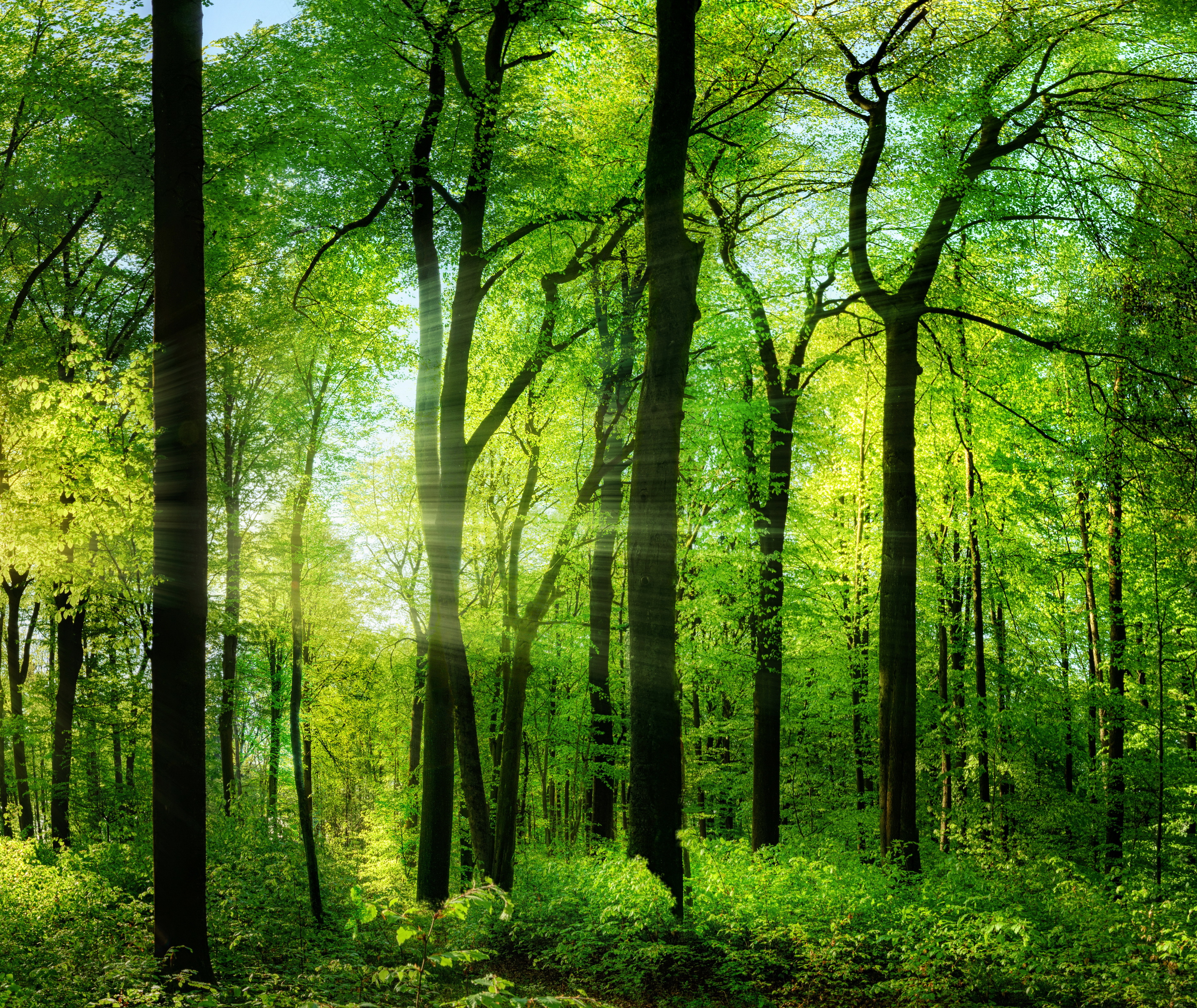 Скачать обои бесплатно Природа, Лес, Дерево, Зелень, Солнечный Луч, Земля/природа картинка на рабочий стол ПК