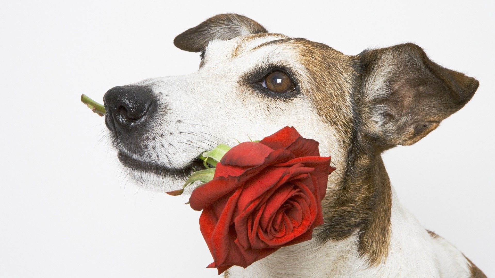 Download mobile wallpaper Gift, Present, Muzzle, Animals, Dog, Flower, Rose, Rose Flower for free.