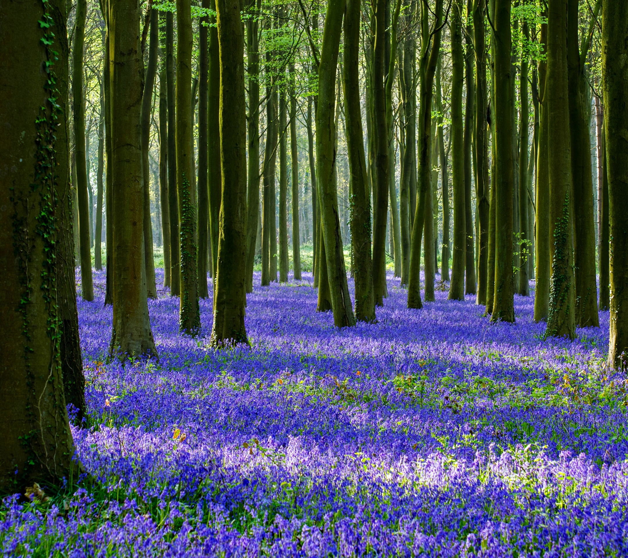 Laden Sie das Natur, Blume, Wald, Baum, Frühling, Erde/natur-Bild kostenlos auf Ihren PC-Desktop herunter