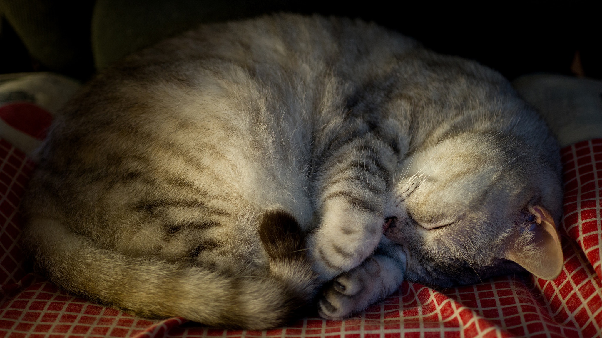 Download mobile wallpaper Cats, Cat, Animal, Sleeping for free.