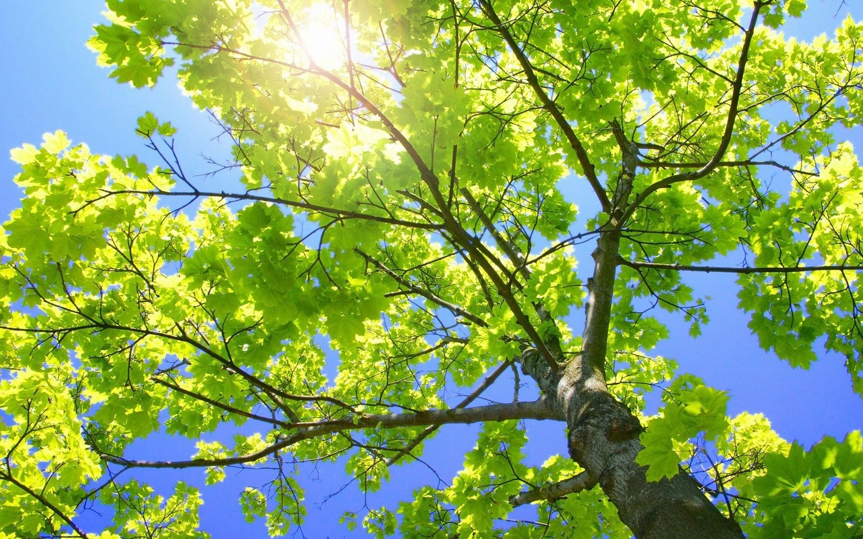 Скачать обои бесплатно Деревья, Солнце, Листья, Пейзаж картинка на рабочий стол ПК