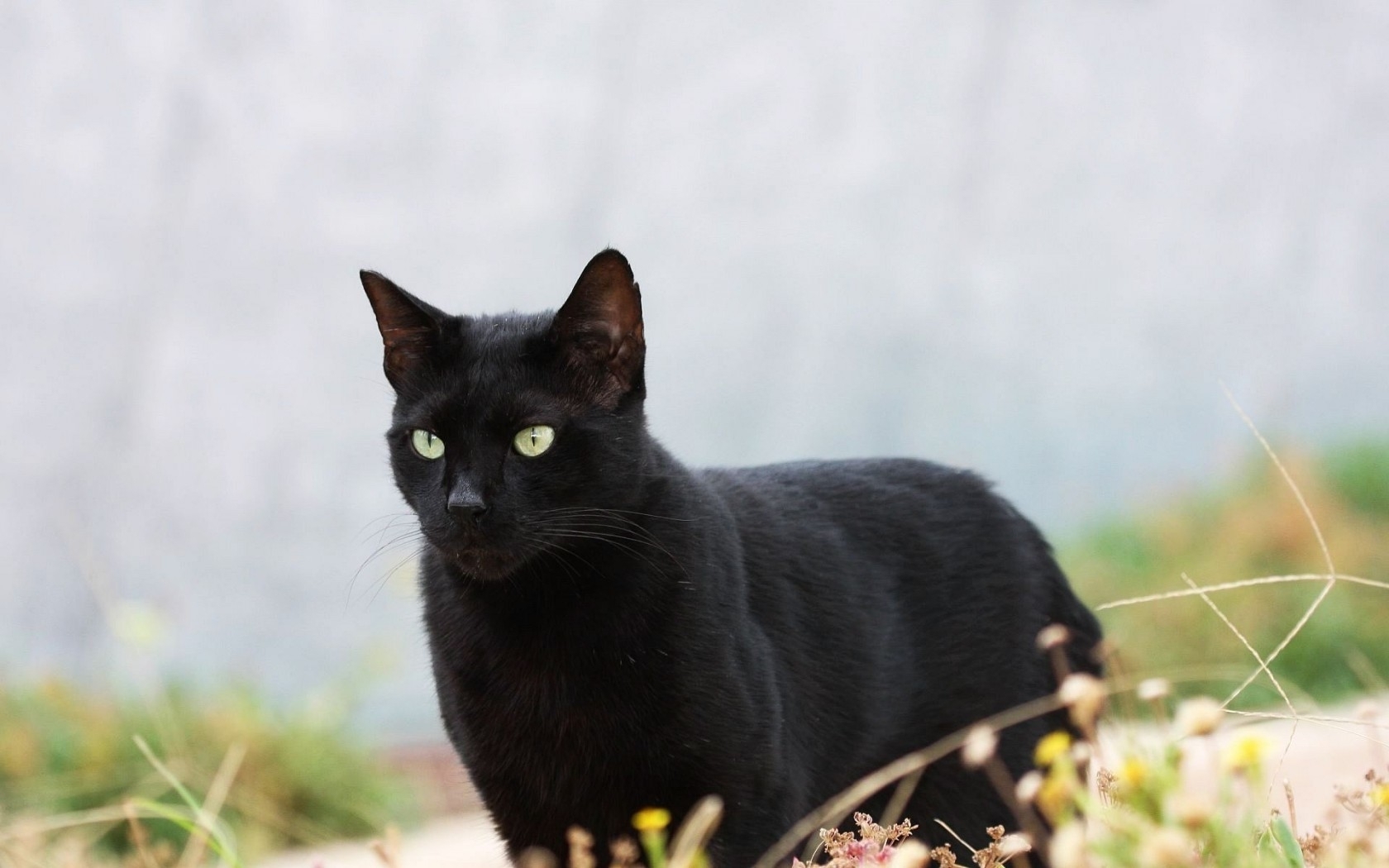 Baixar papel de parede para celular de Animais, Gatos, Gato gratuito.