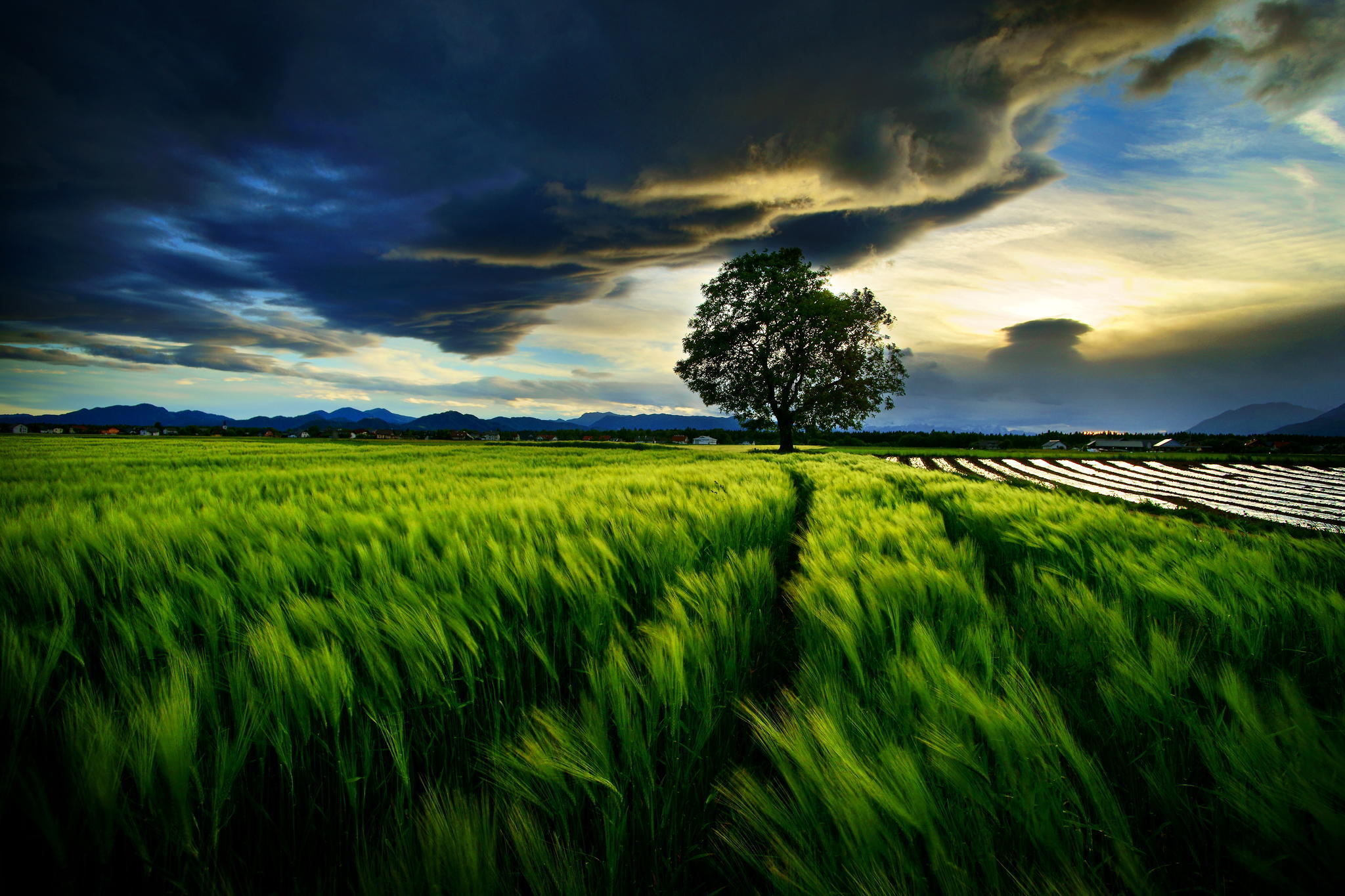 Free download wallpaper Landscape, Nature, Tree, Earth, Field, Cloud, Lonely Tree on your PC desktop
