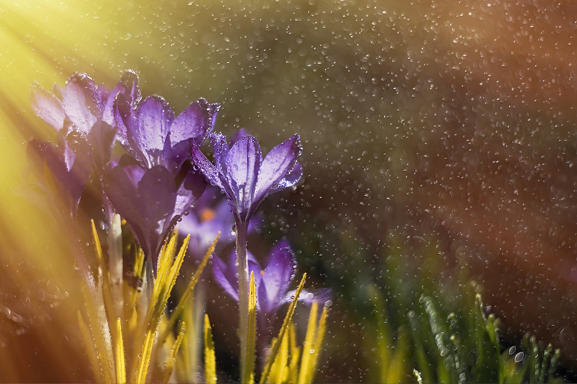 Laden Sie das Natur, Blumen, Blume, Makro, Bokeh, Krokus, Wassertropfen, Erde/natur-Bild kostenlos auf Ihren PC-Desktop herunter