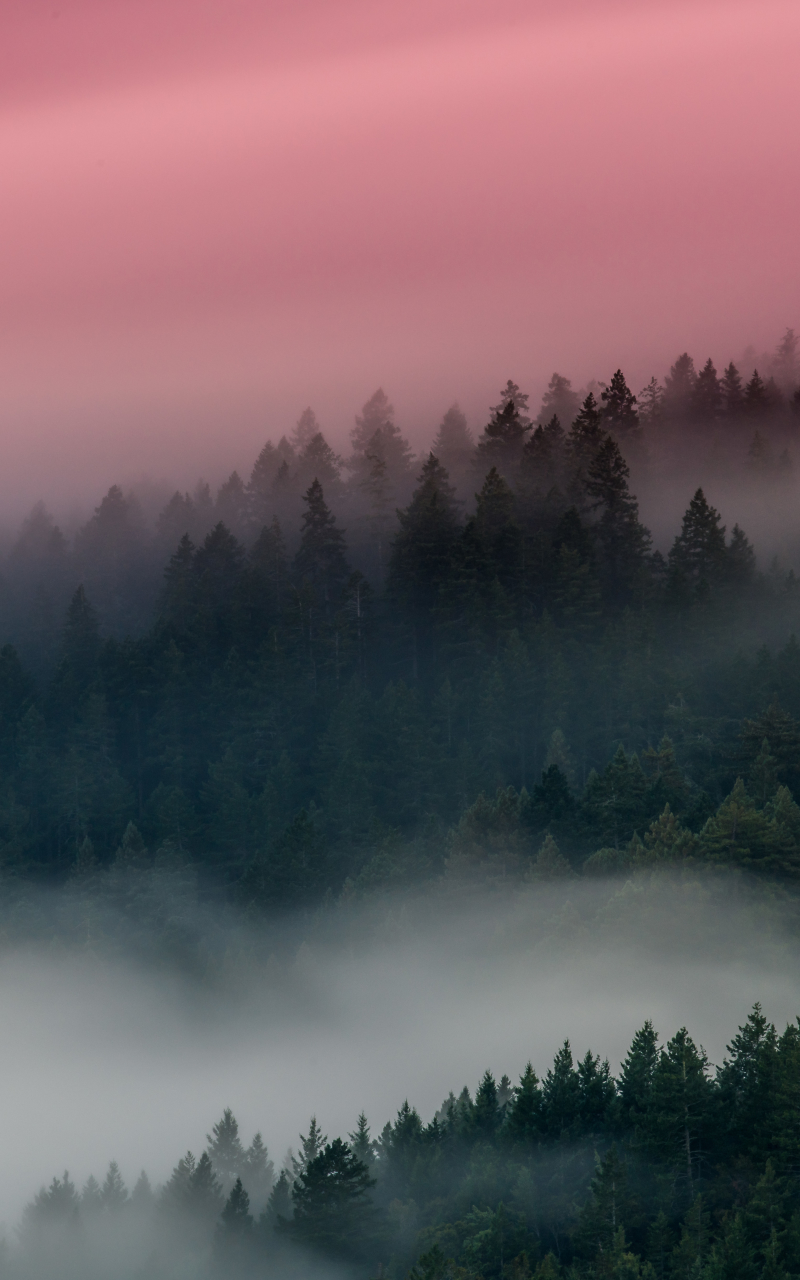 Download mobile wallpaper Forest, Fog, Earth for free.