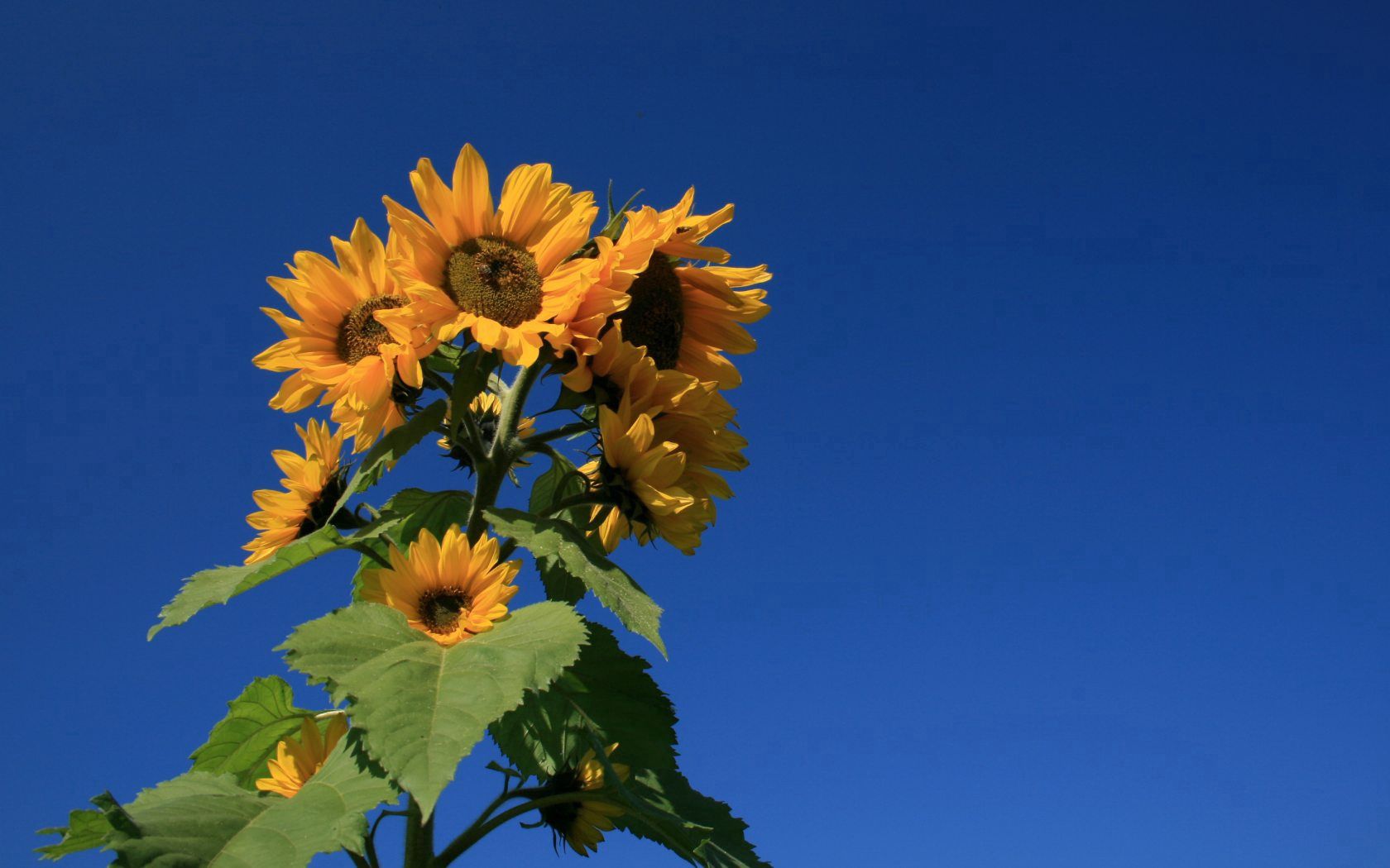 56704 Hintergrundbild herunterladen blumen, sky, sommer, blau, pflanze, sonnenblume - Bildschirmschoner und Bilder kostenlos