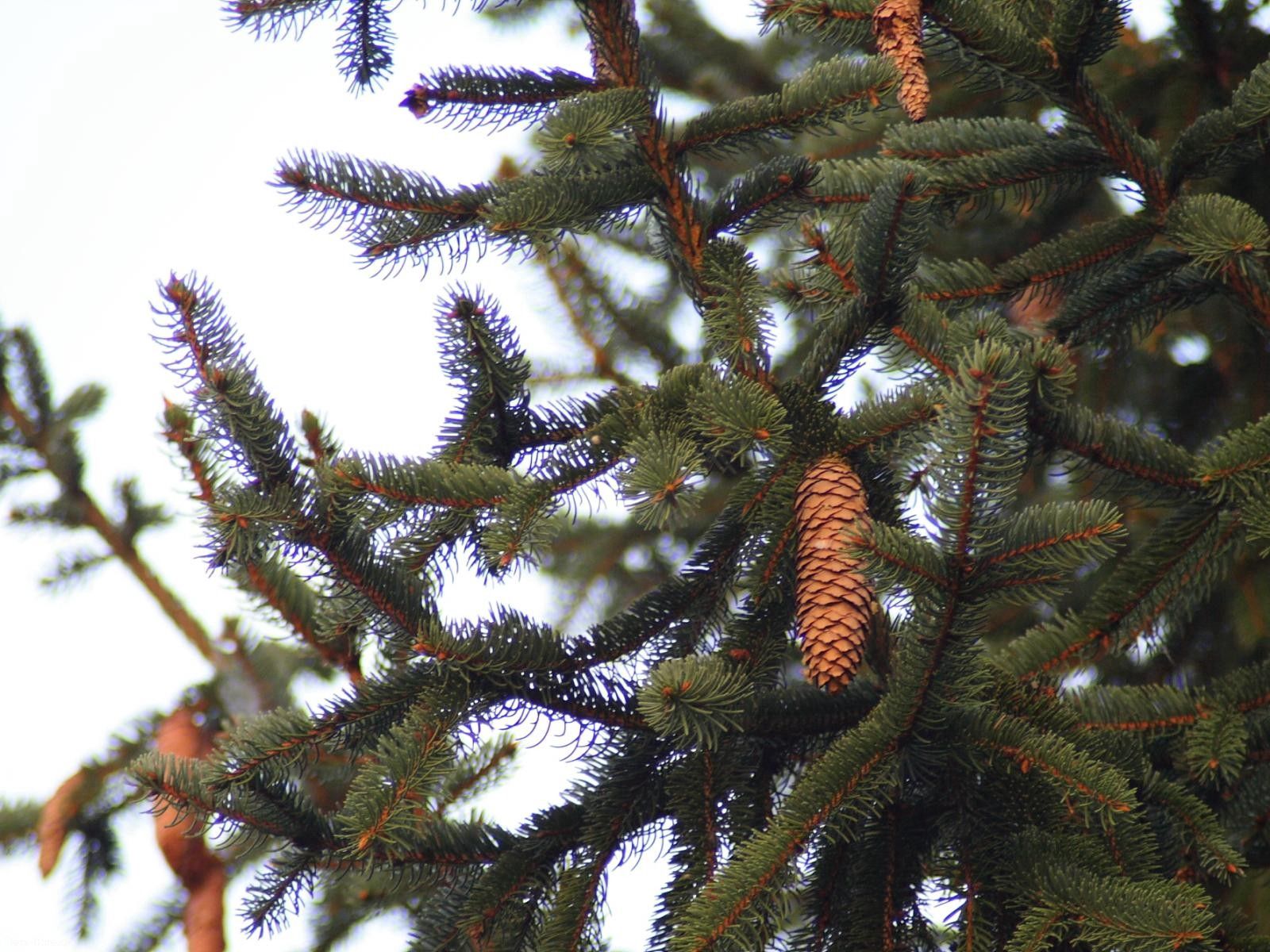 nature, wood, tree, branches, spruce, fir, needles, thorns, prickles, cone, bump