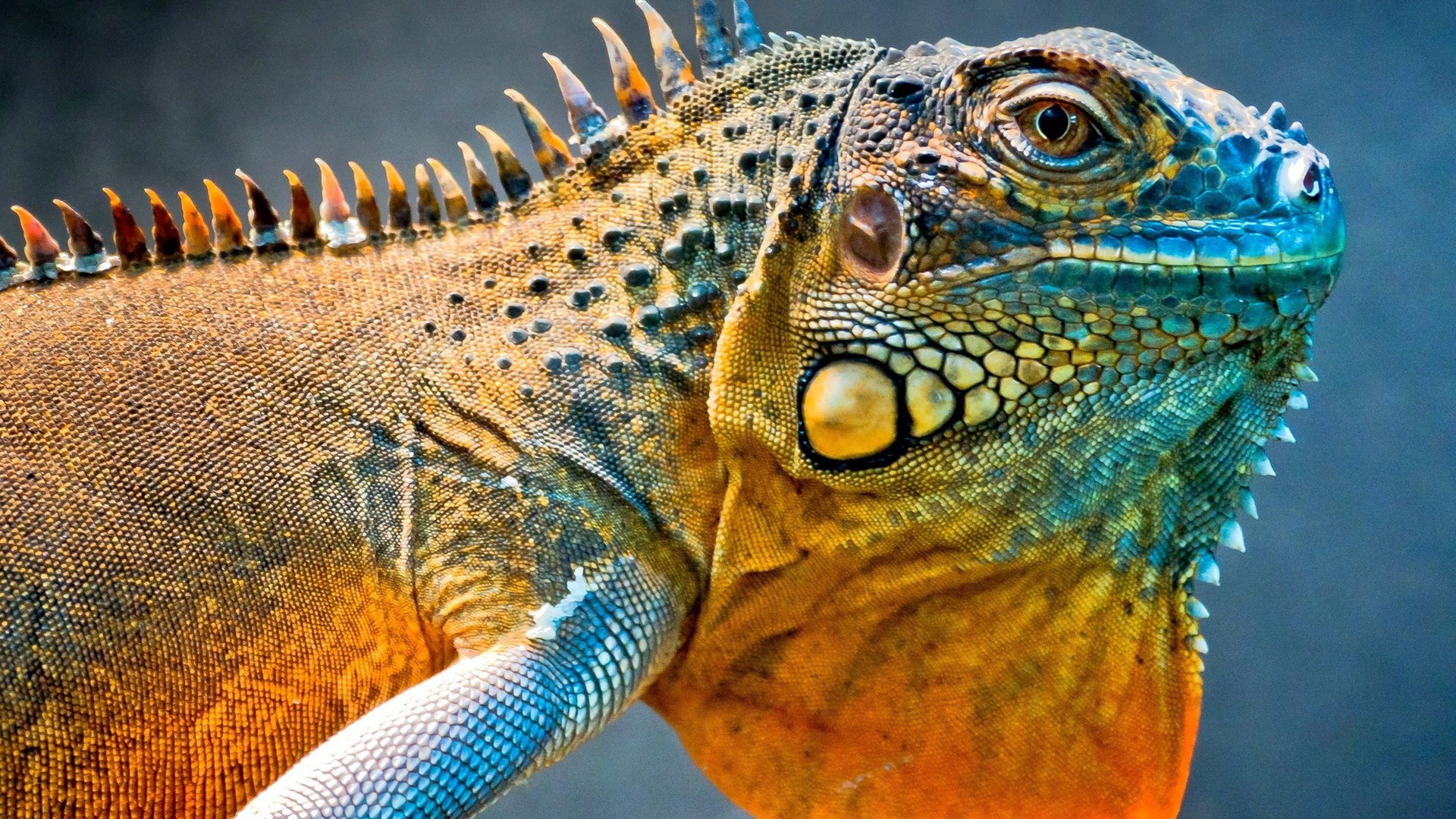 Descarga gratis la imagen Animales, Reptiles, Iguana en el escritorio de tu PC