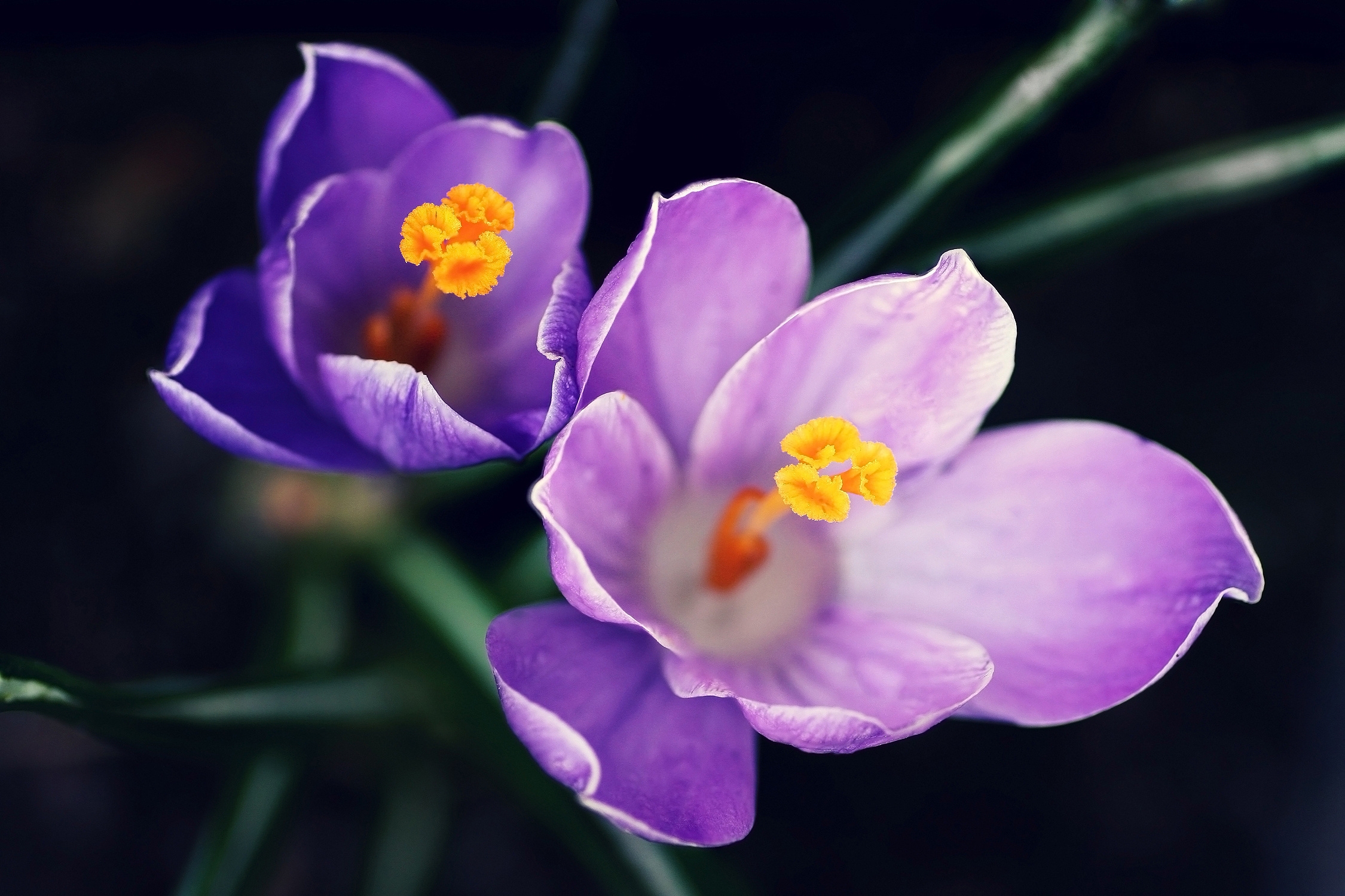 Laden Sie das Lila, Pollen, Nahaufnahme, Nahansicht, Blumen-Bild kostenlos auf Ihren PC-Desktop herunter