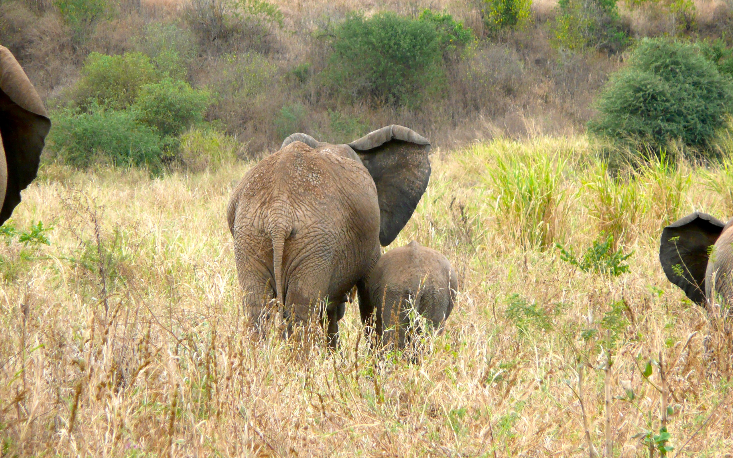elephants, animal, african bush elephant, africa, baby