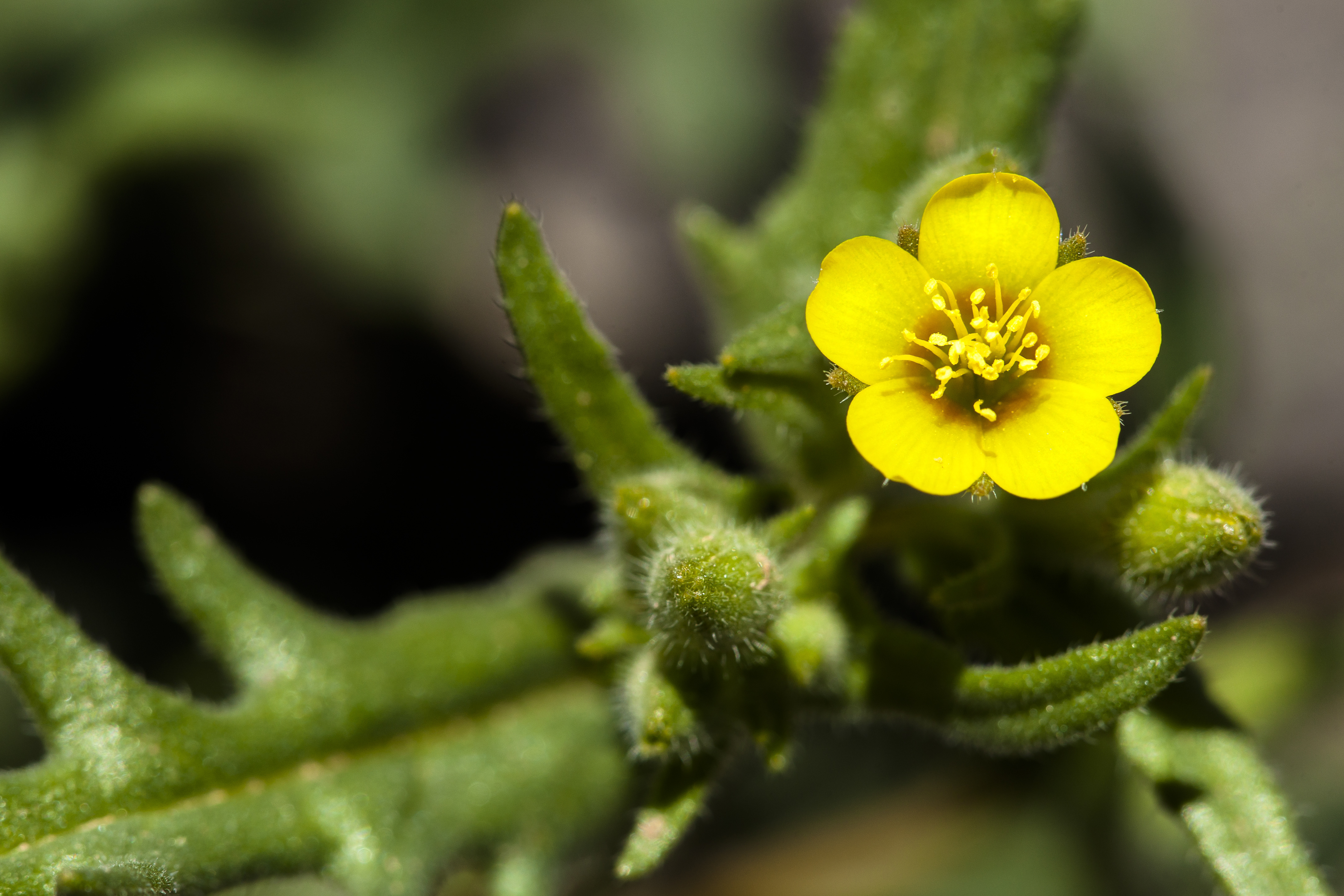 Free download wallpaper Flowers, Flower, Close Up, Earth, Yellow Flower on your PC desktop