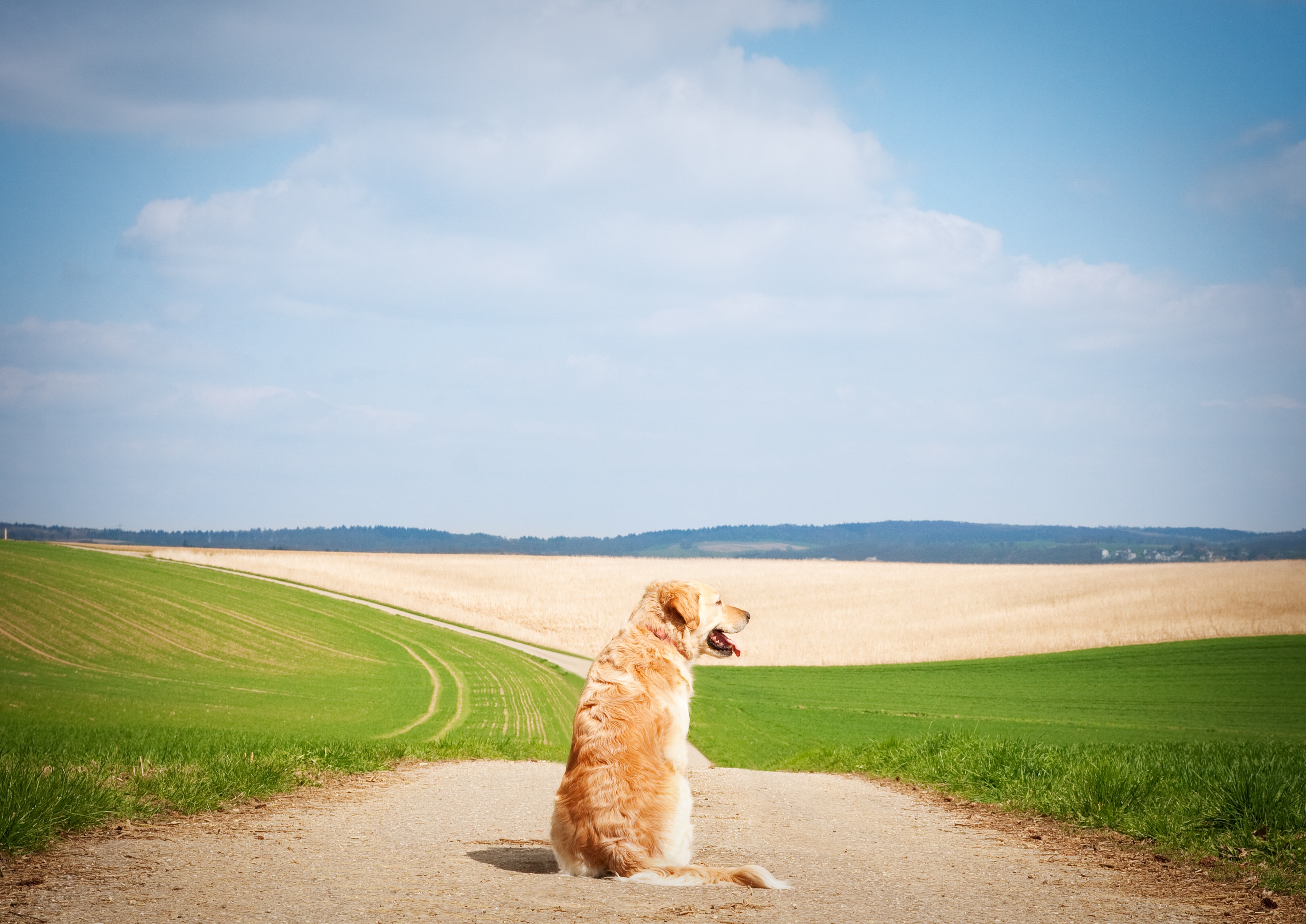 Free download wallpaper Dogs, Dog, Path, Animal, Golden Retriever on your PC desktop