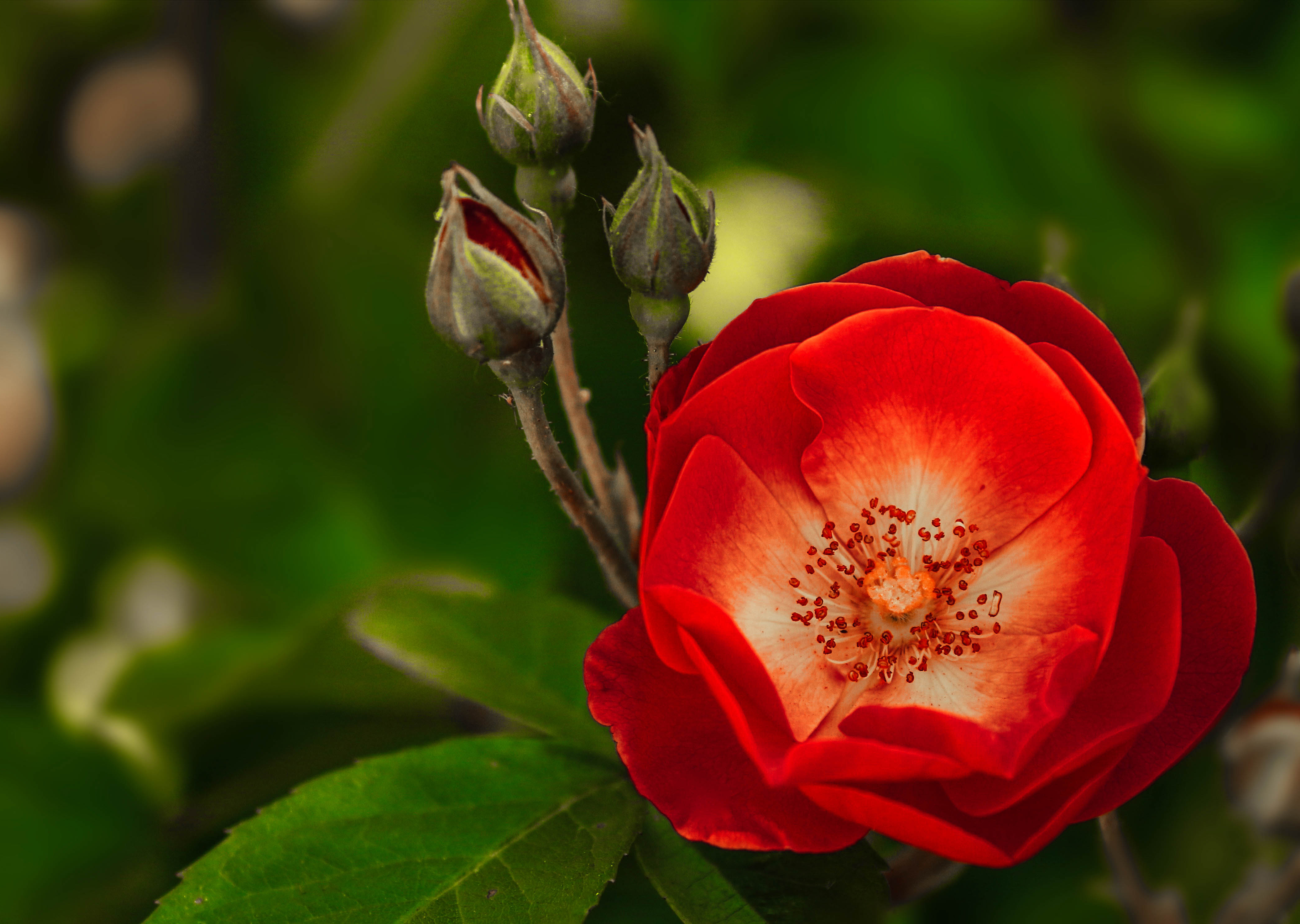 Free download wallpaper Flowers, Flower, Earth, Red Flower on your PC desktop